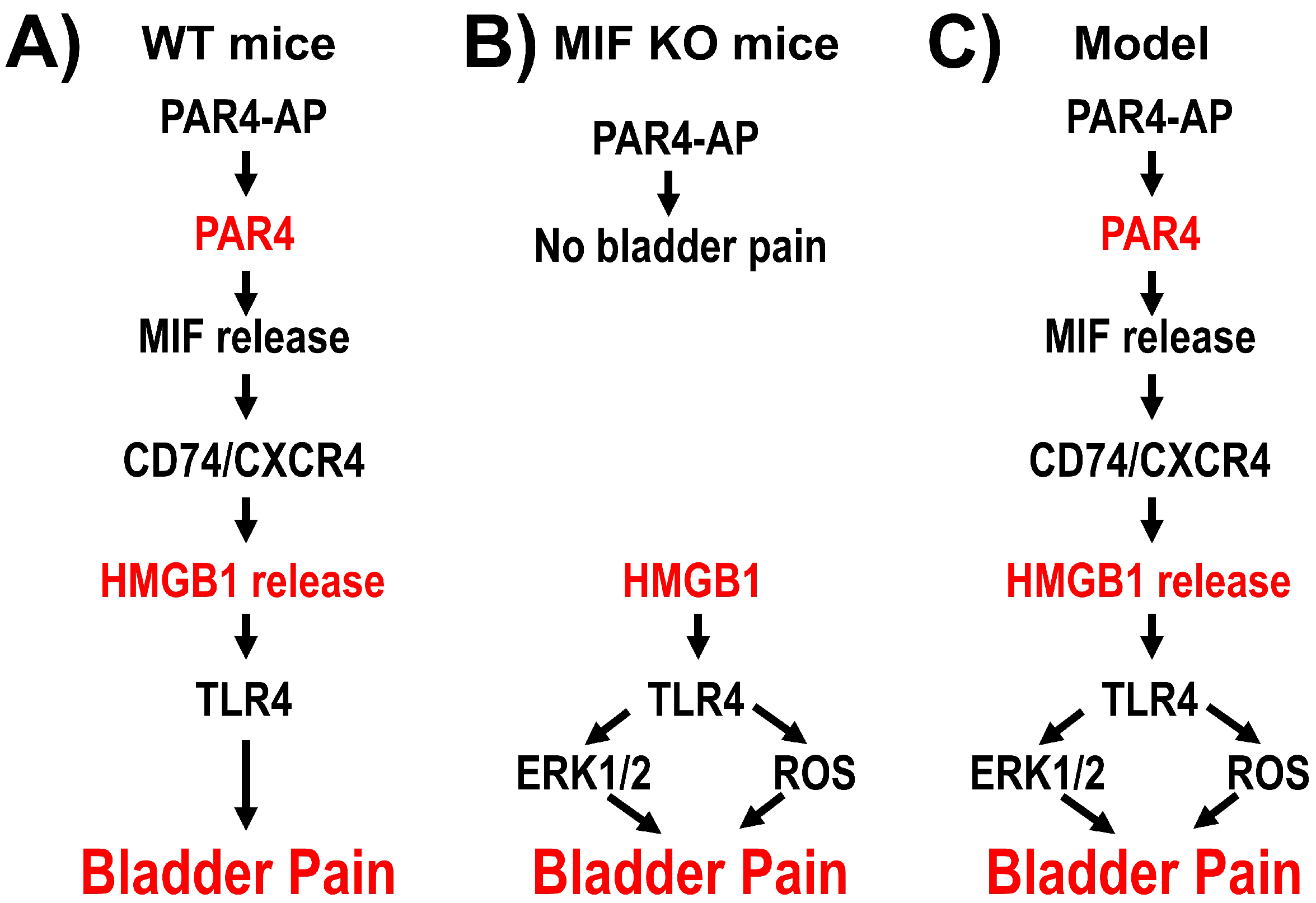 Cells 12 01440 g008 Cells 12 01440 g008