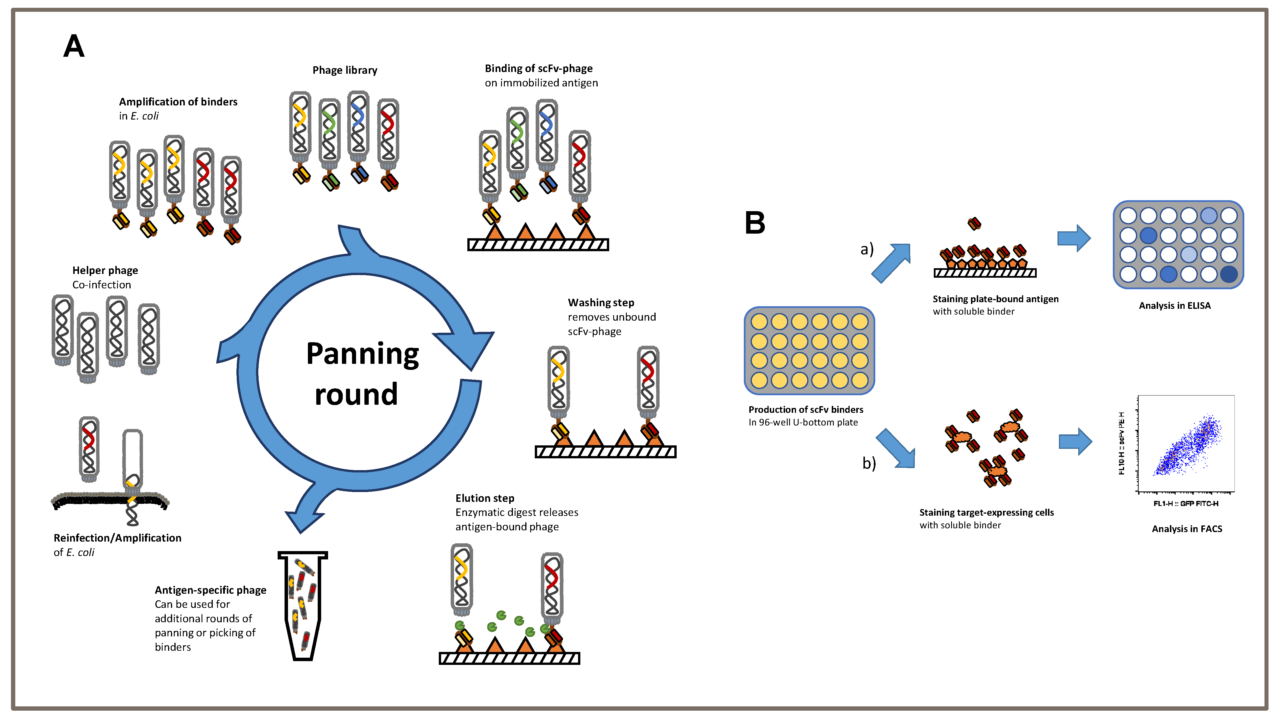 Cells 12 01453 g001 Cells 12 01453 g001