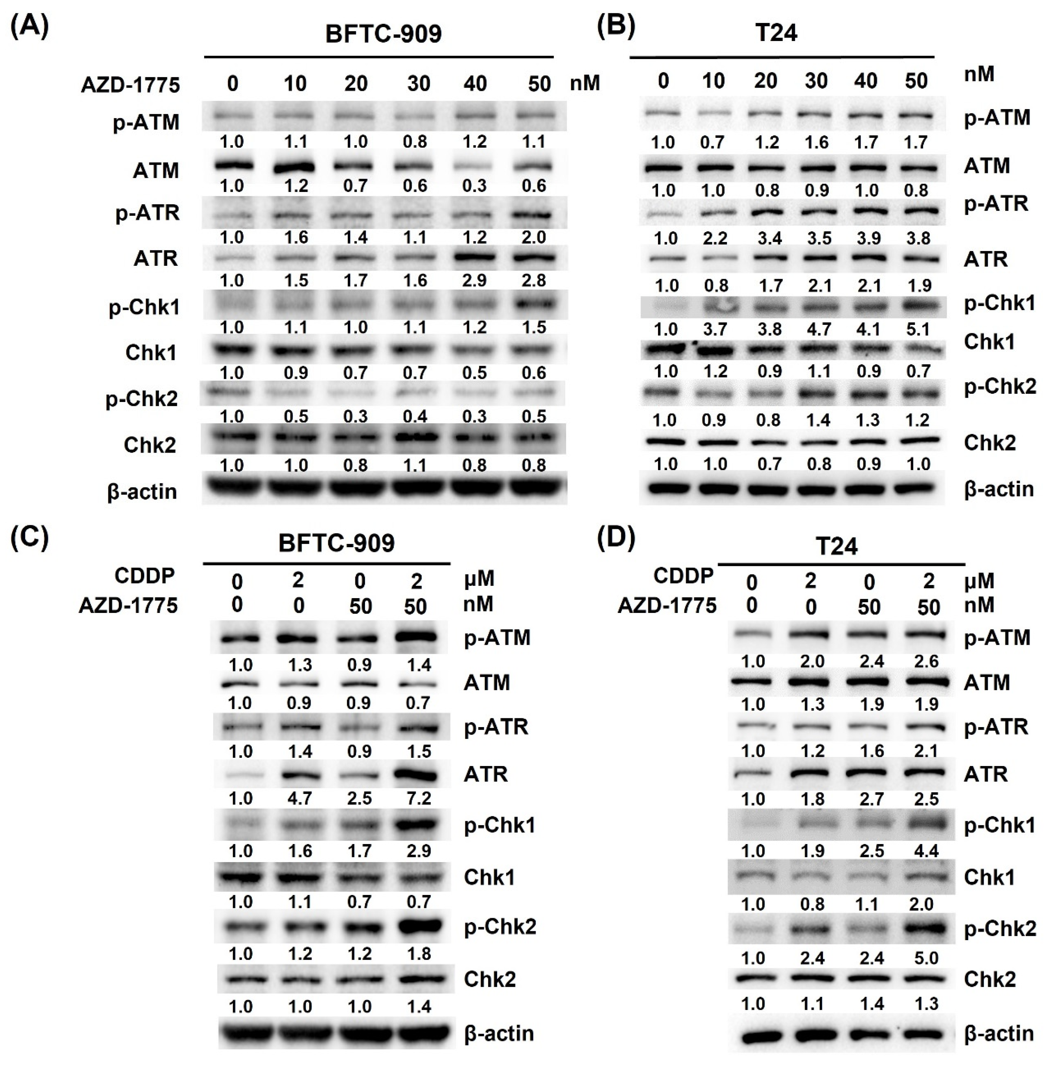 Cells 12 01471 g005 Cells 12 01471 g005