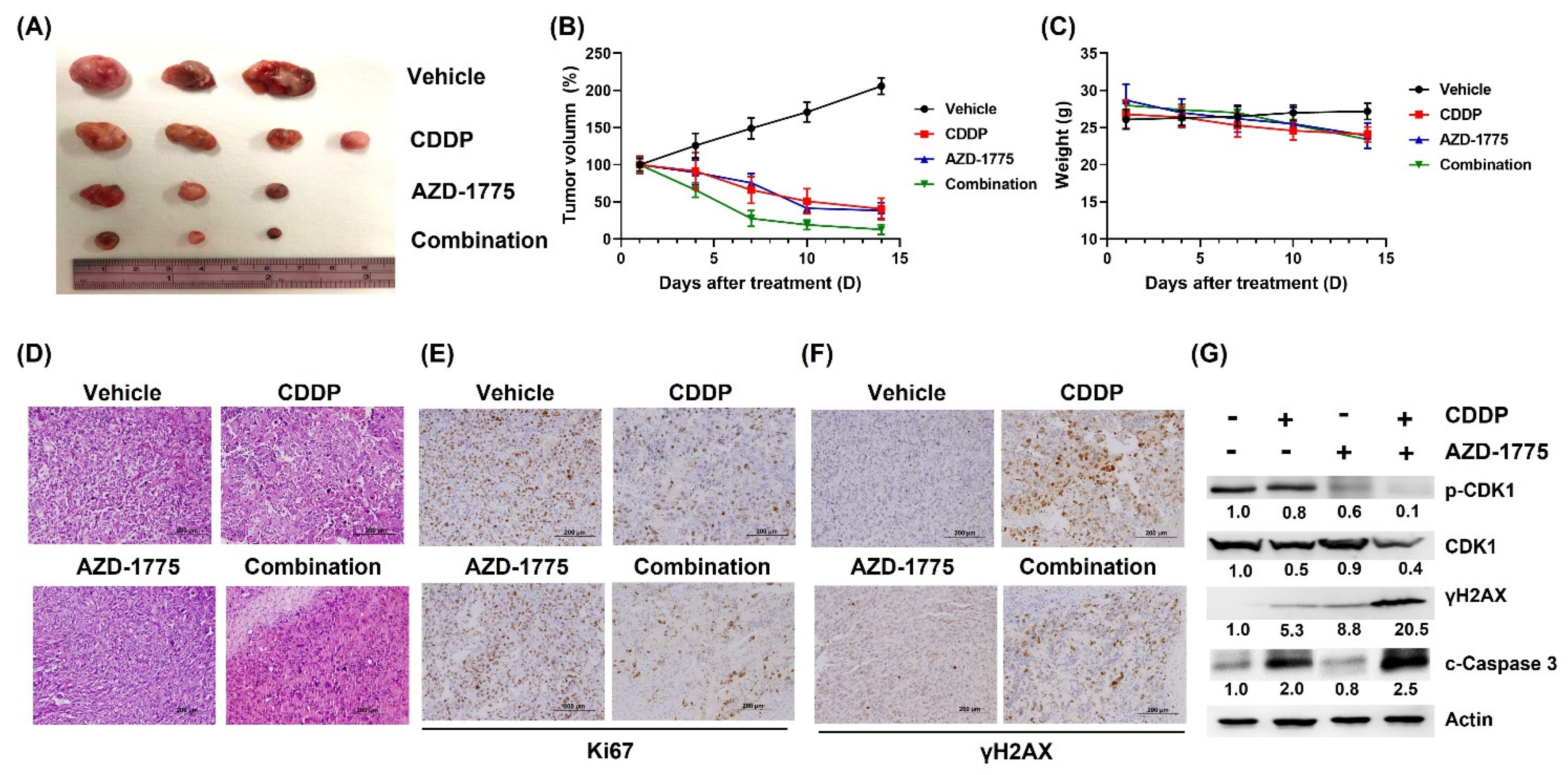 Cells 12 01471 g006 Cells 12 01471 g006