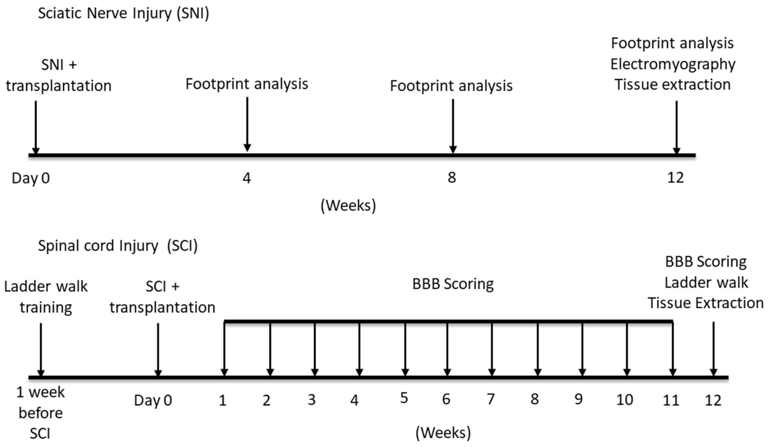 Cells 12 01479 g001 Cells 12 01479 g001