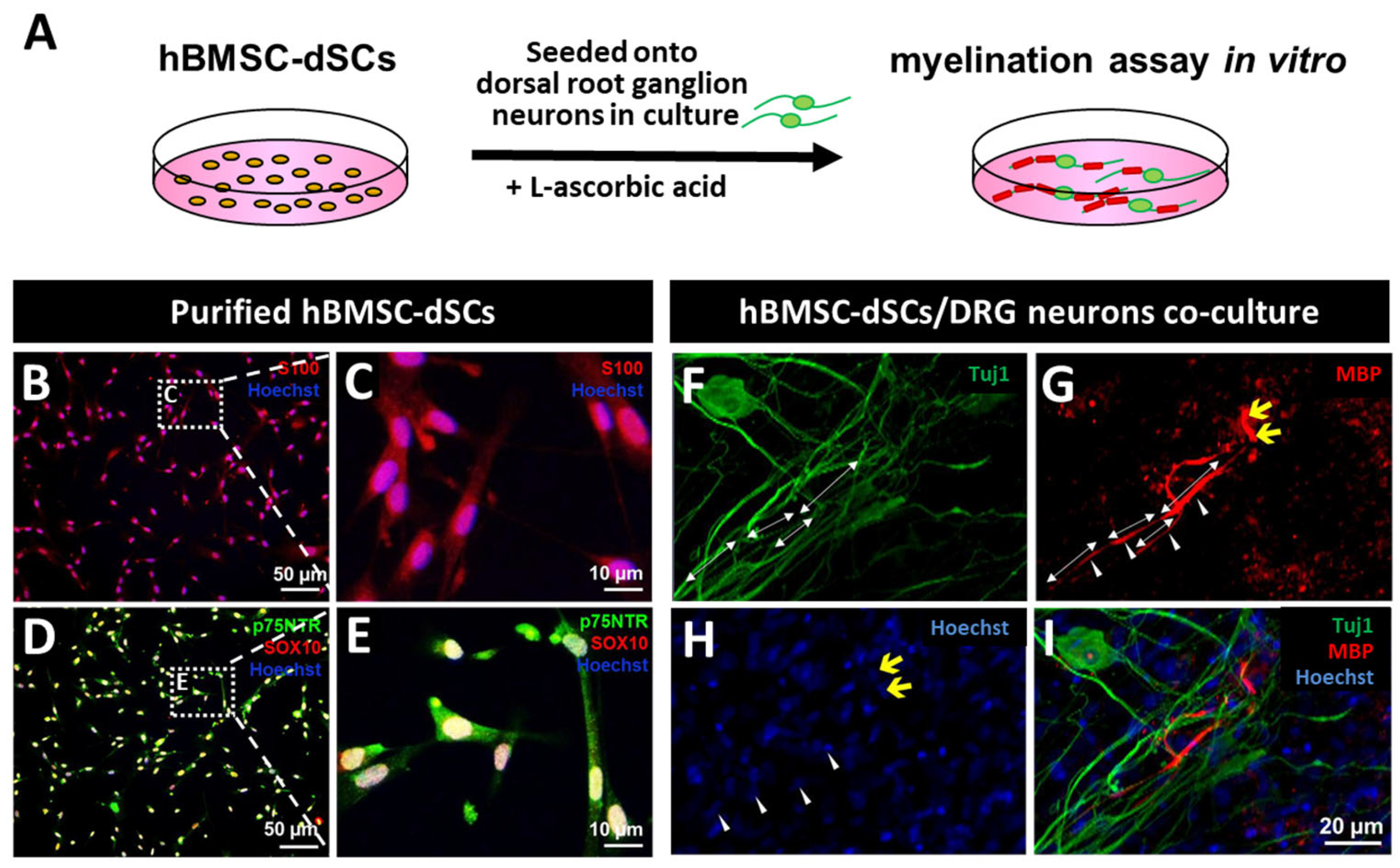 Cells 12 01479 g002 Cells 12 01479 g002