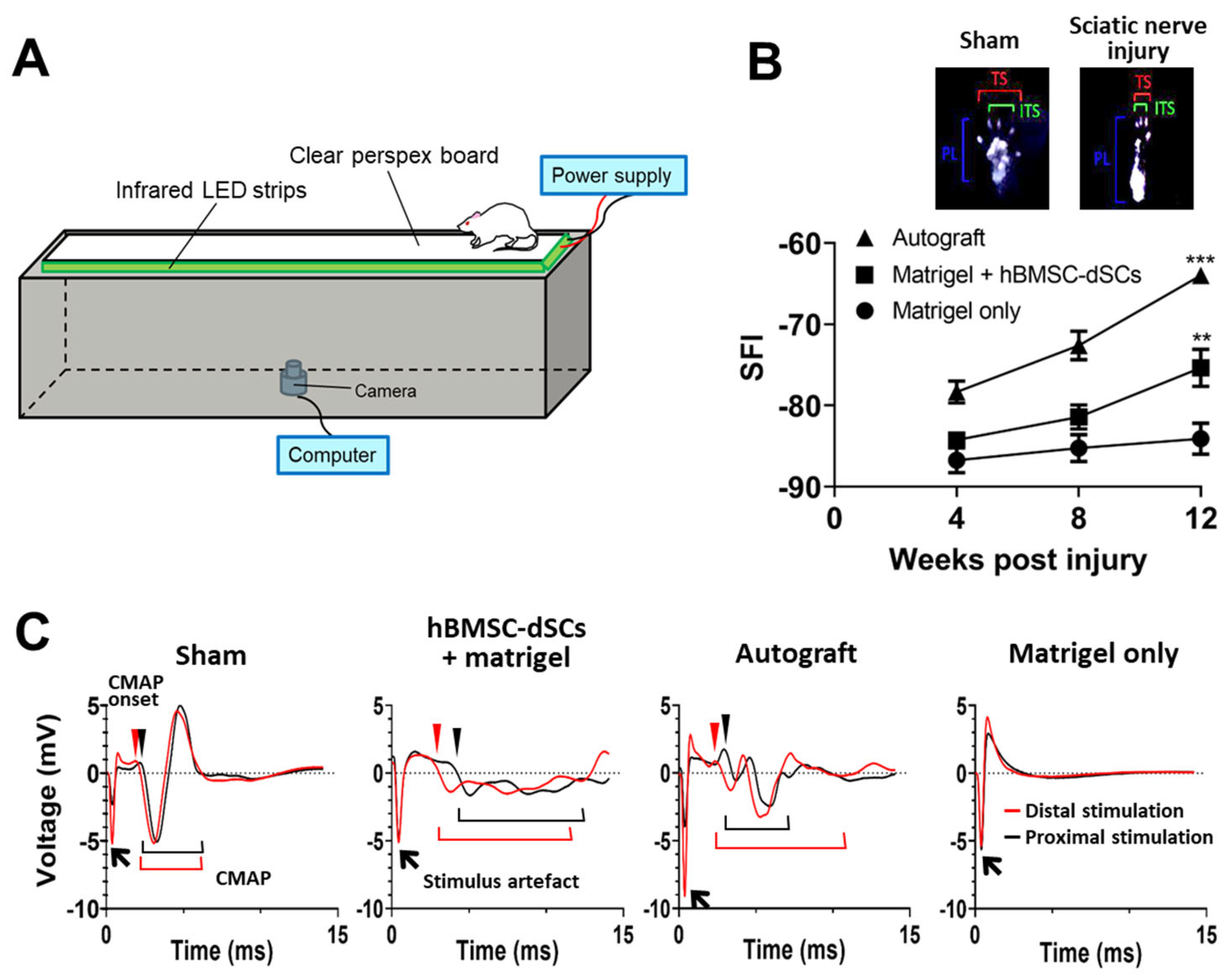 Cells 12 01479 g003 Cells 12 01479 g003