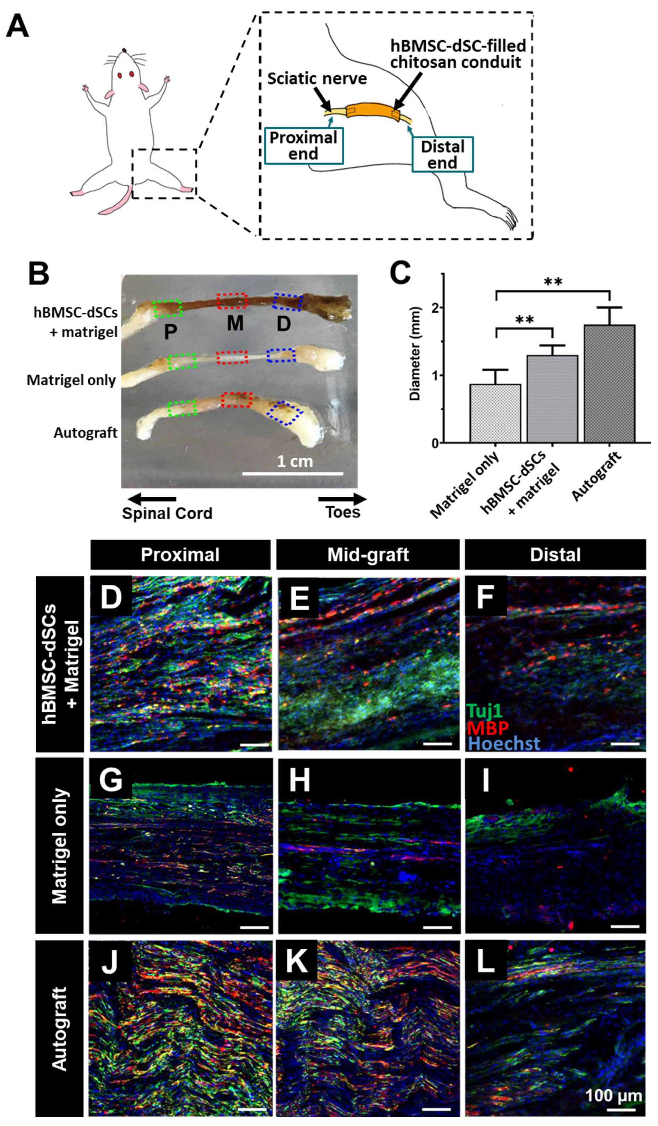 Cells 12 01479 g005 Cells 12 01479 g005