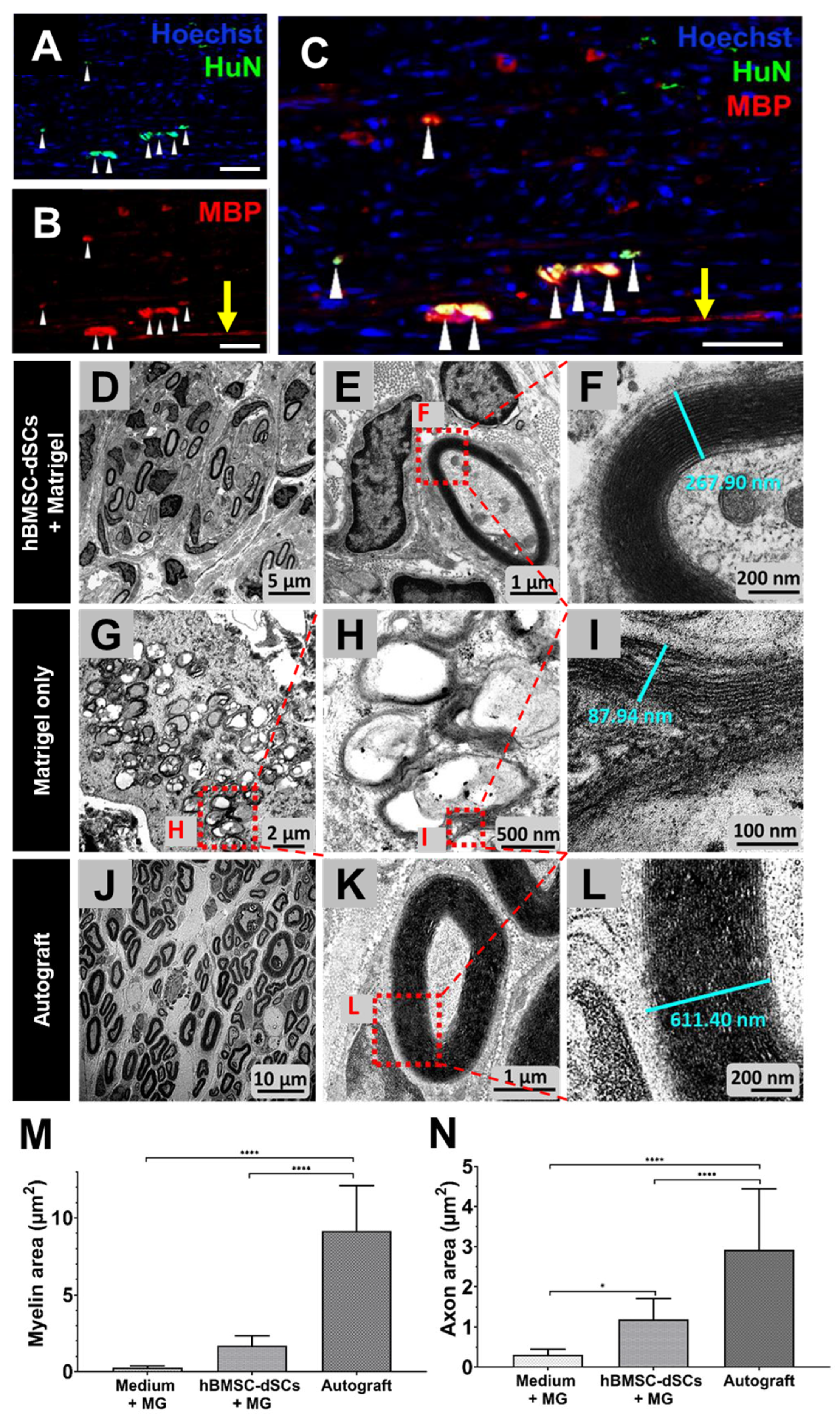 Cells 12 01479 g006 Cells 12 01479 g006