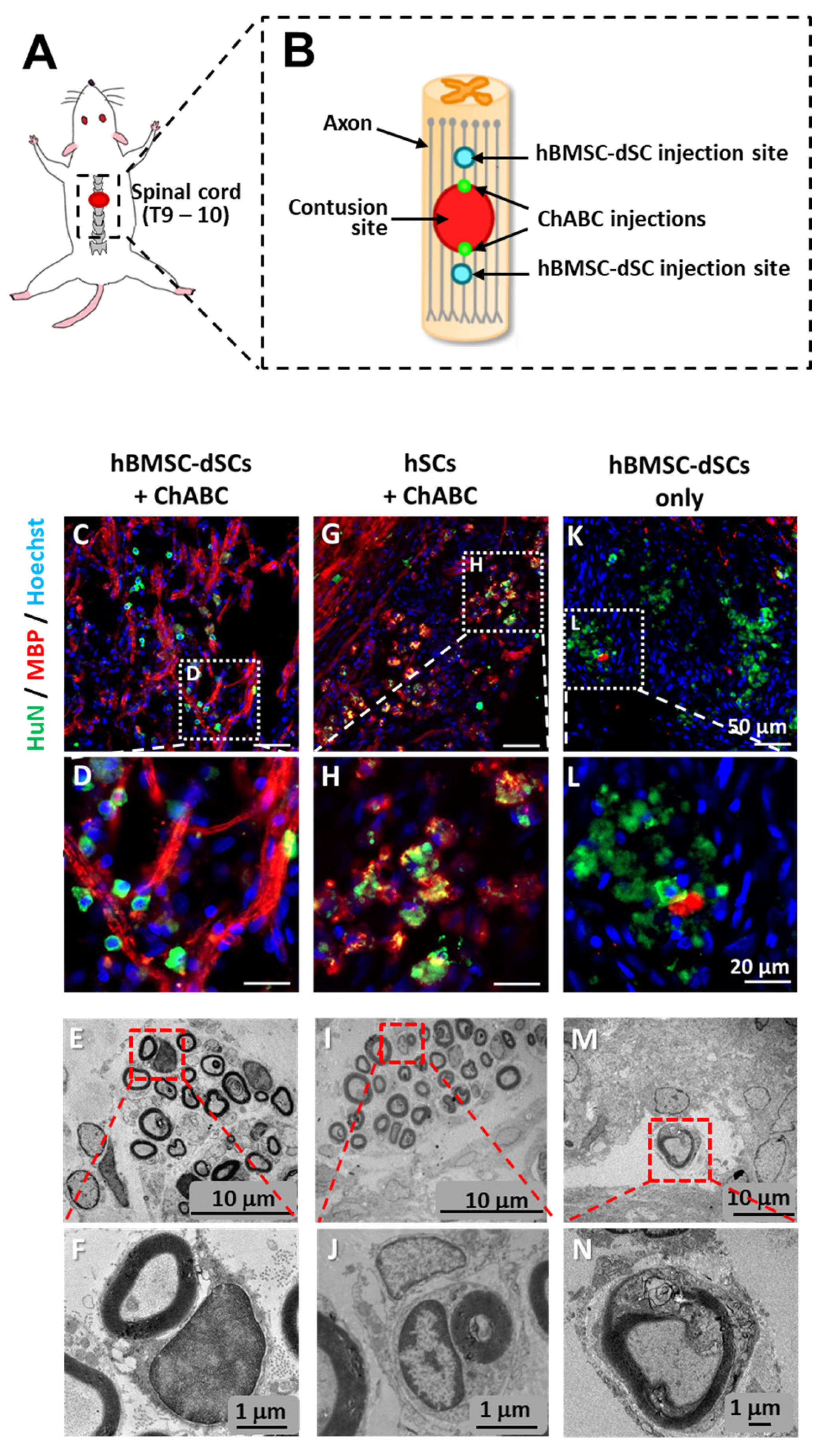 Cells 12 01479 g007 Cells 12 01479 g007