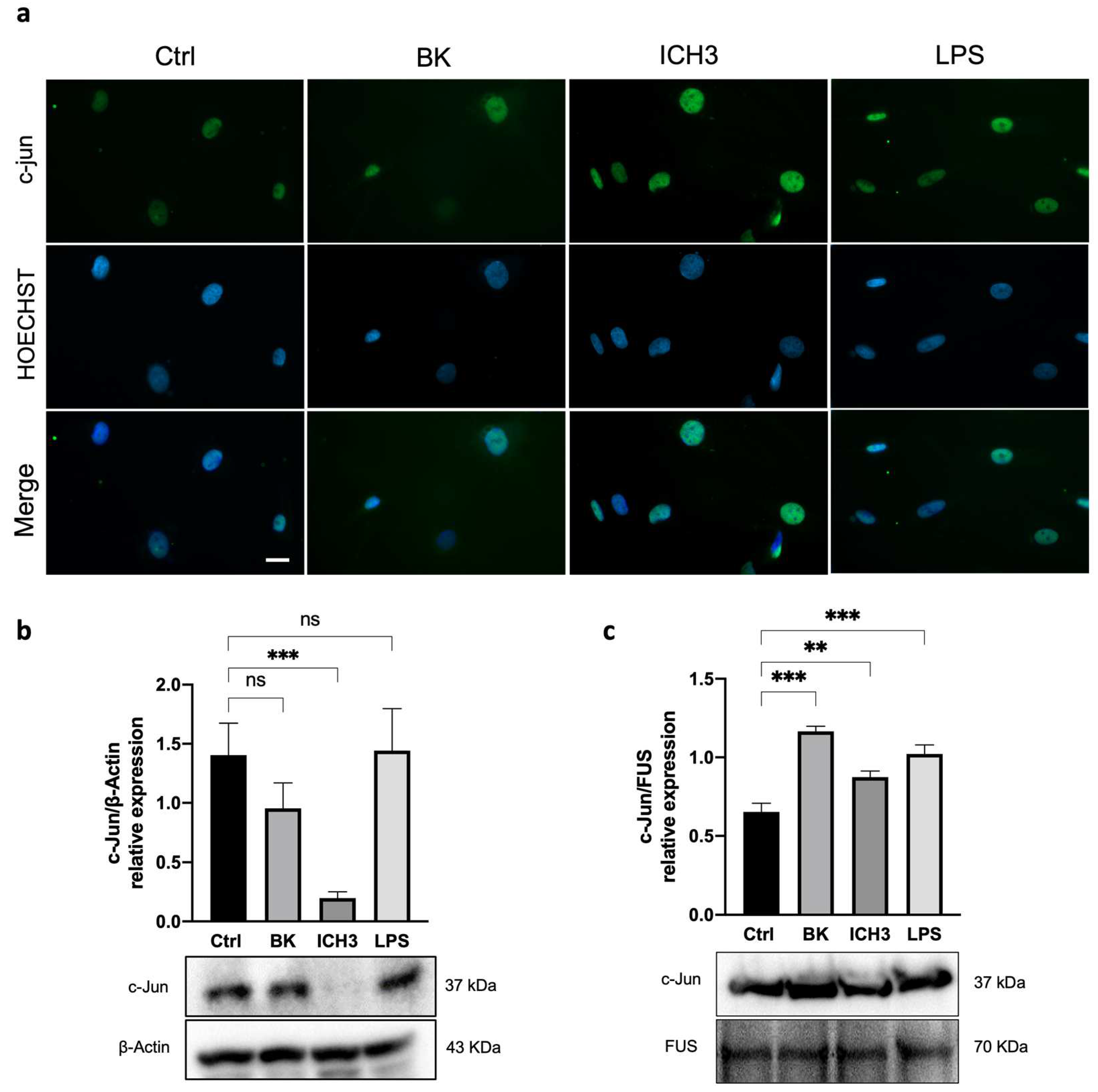 Cells 12 01494 g004 Cells 12 01494 g004