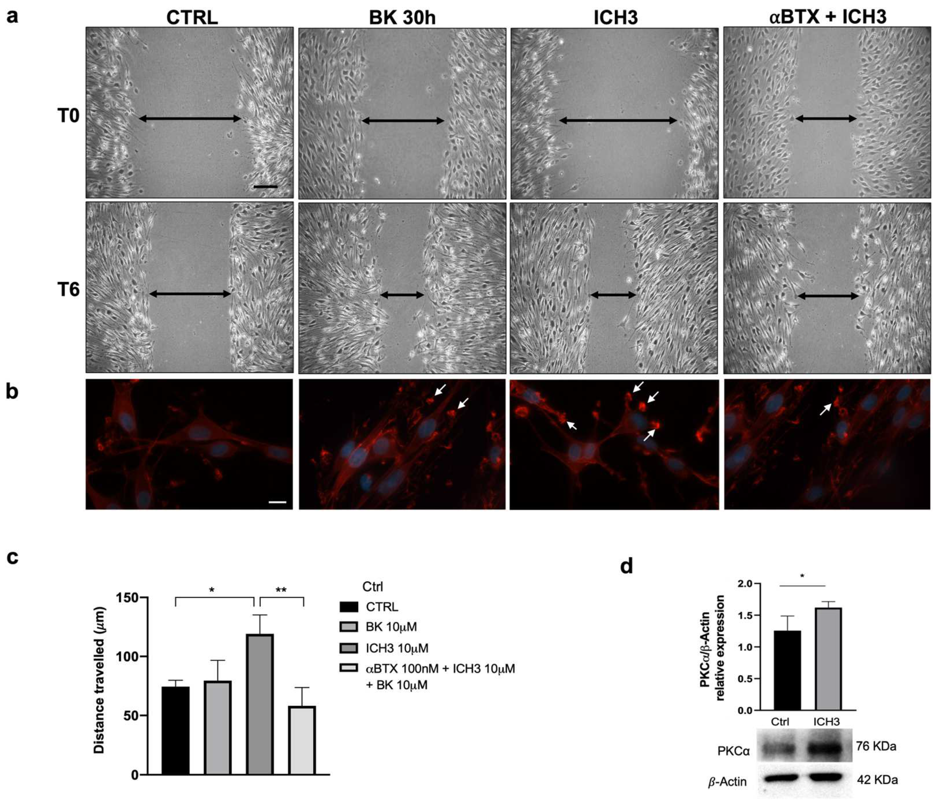 Cells 12 01494 g005 Cells 12 01494 g005