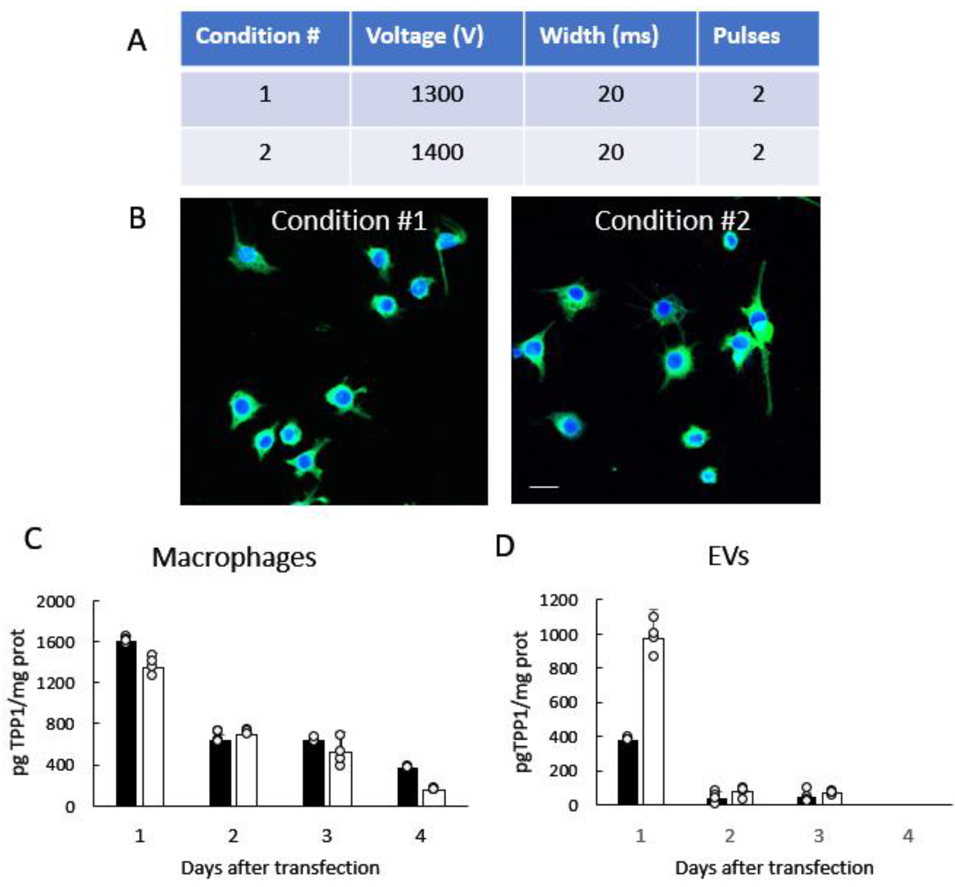 Cells 12 01497 g001 Cells 12 01497 g001