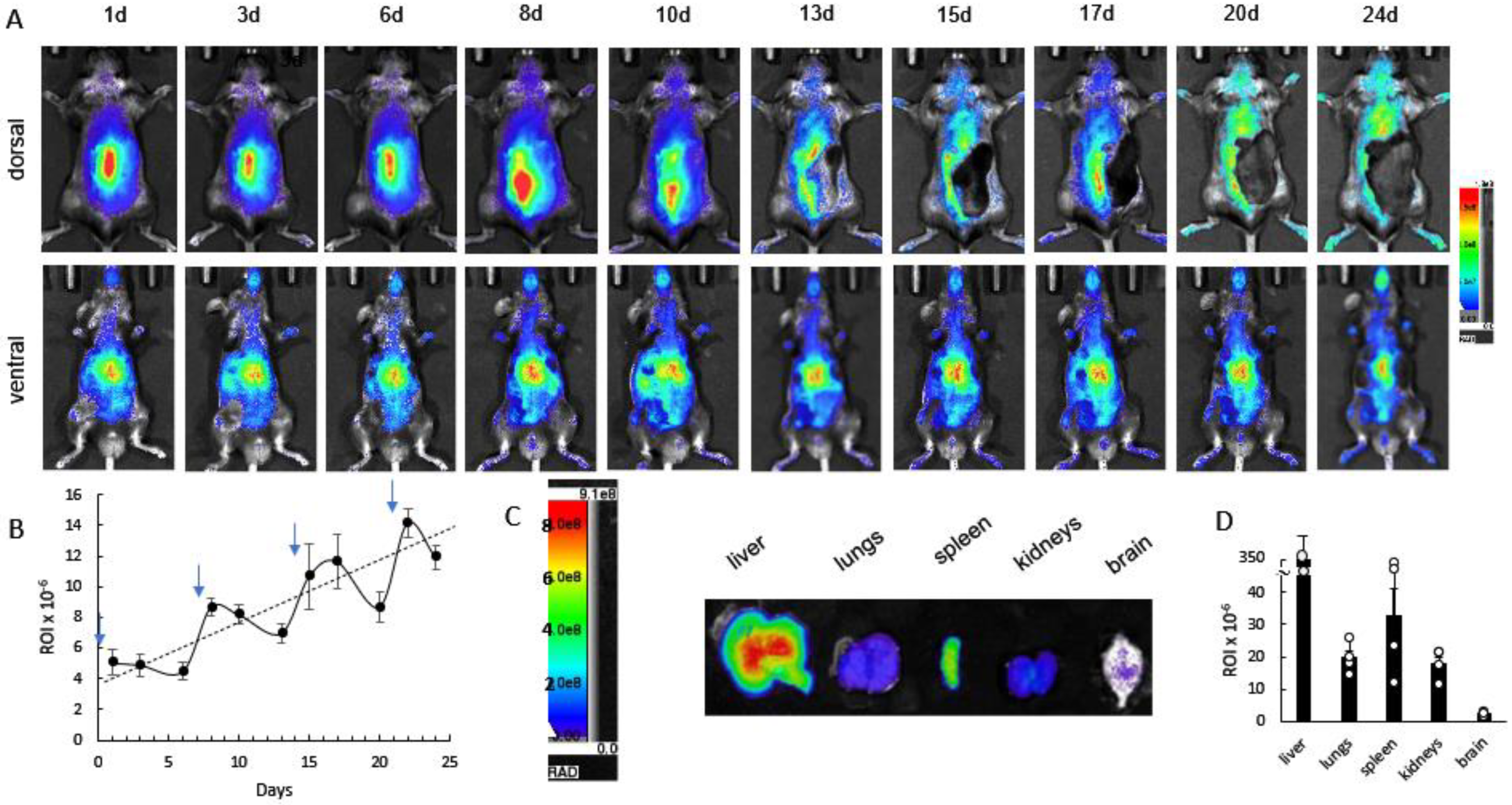 Cells 12 01497 g003 Cells 12 01497 g003