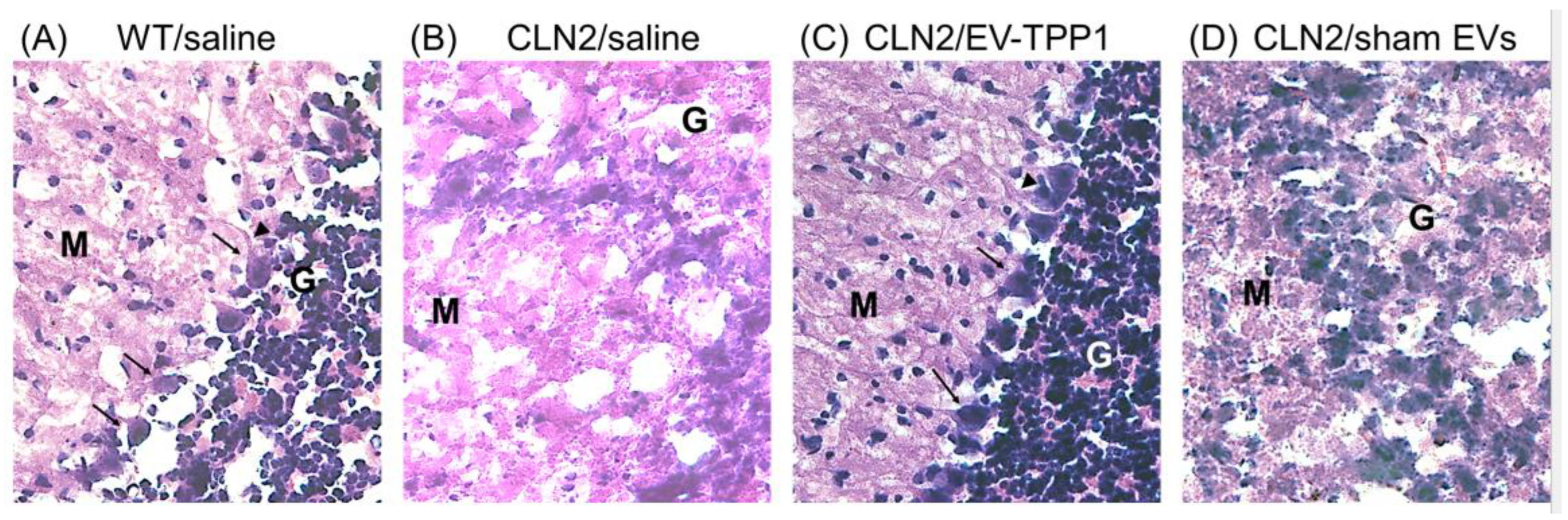 Cells 12 01497 g005 Cells 12 01497 g005