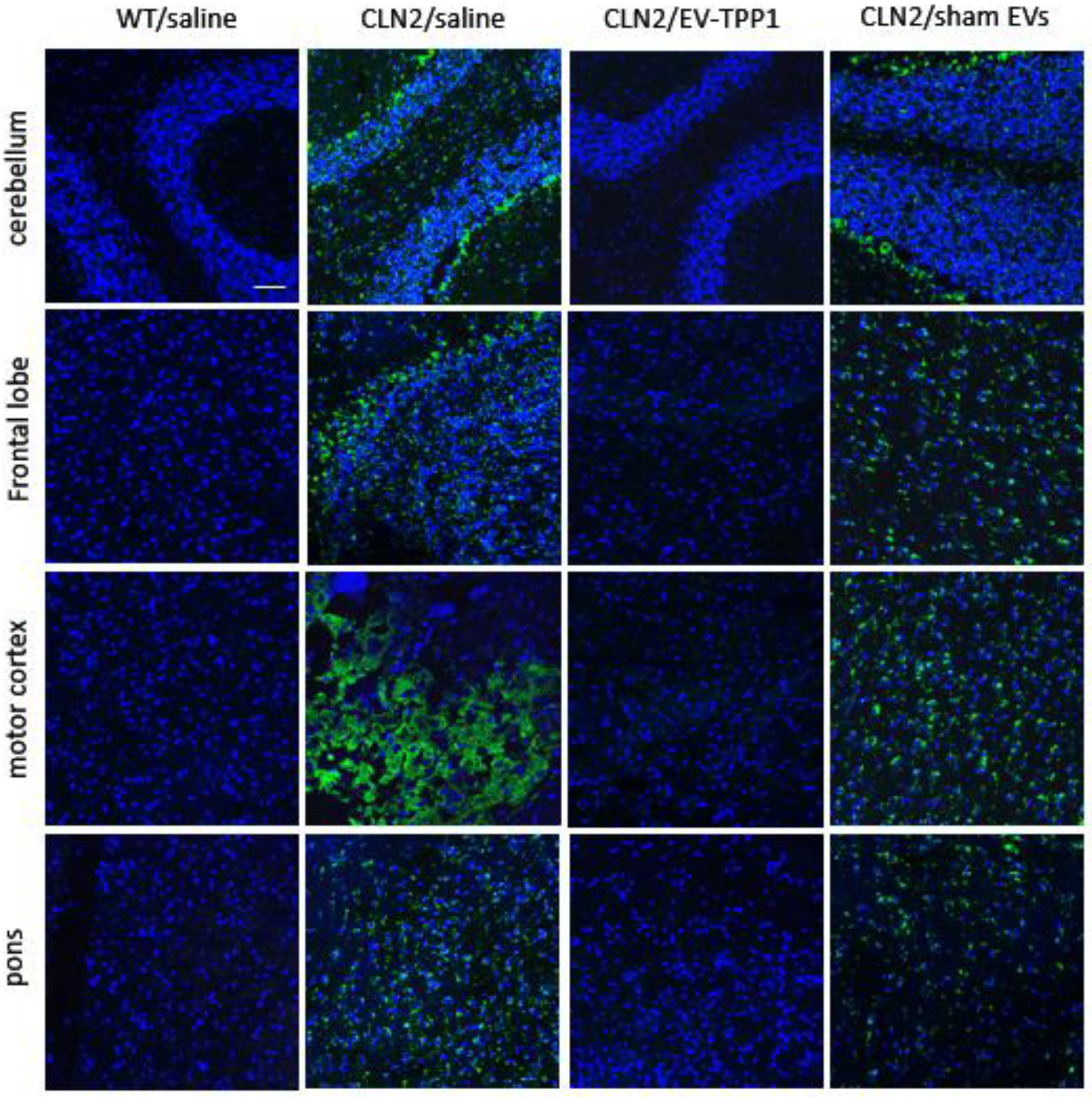 Cells 12 01497 g009 Cells 12 01497 g009