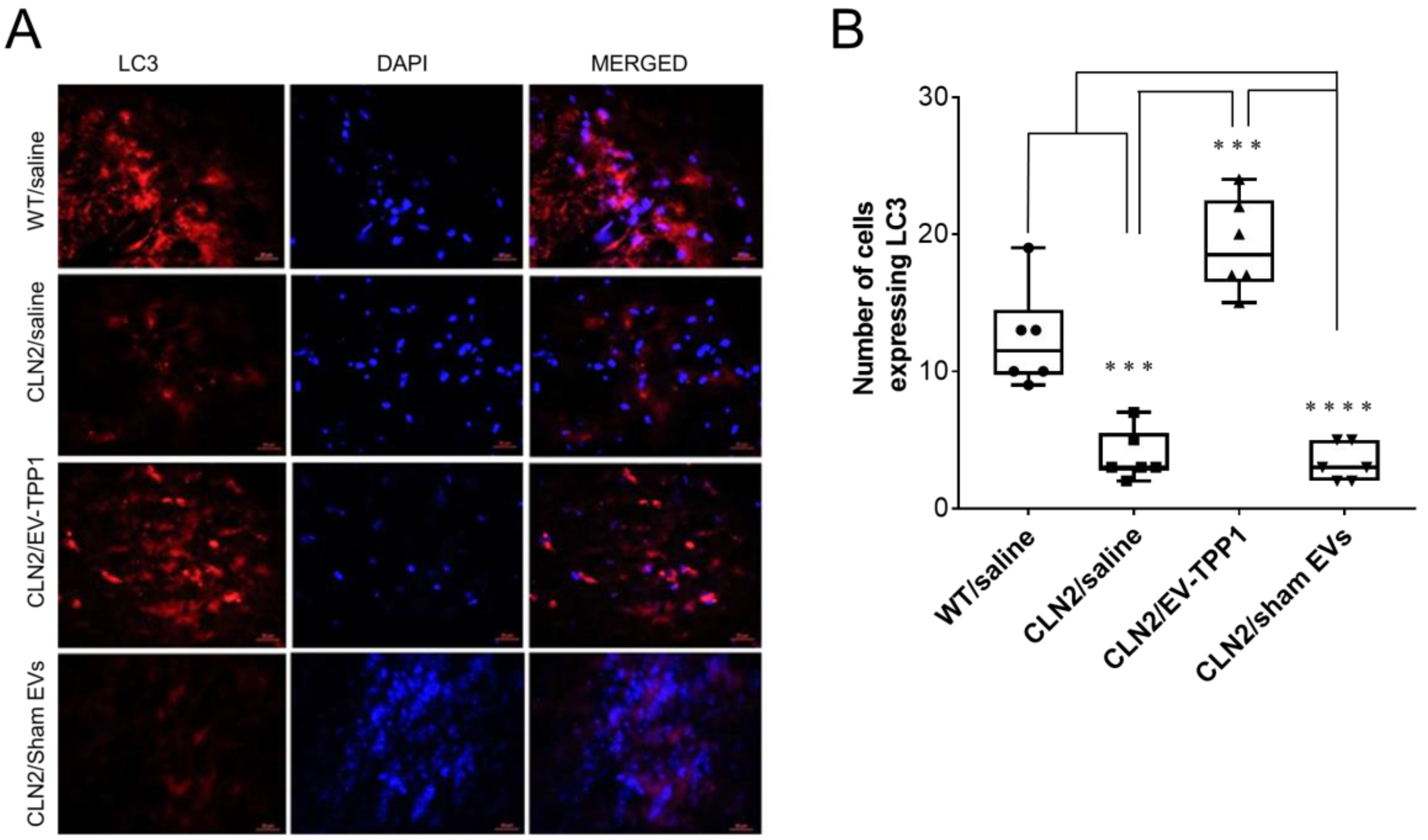 Cells 12 01497 g010 Cells 12 01497 g010