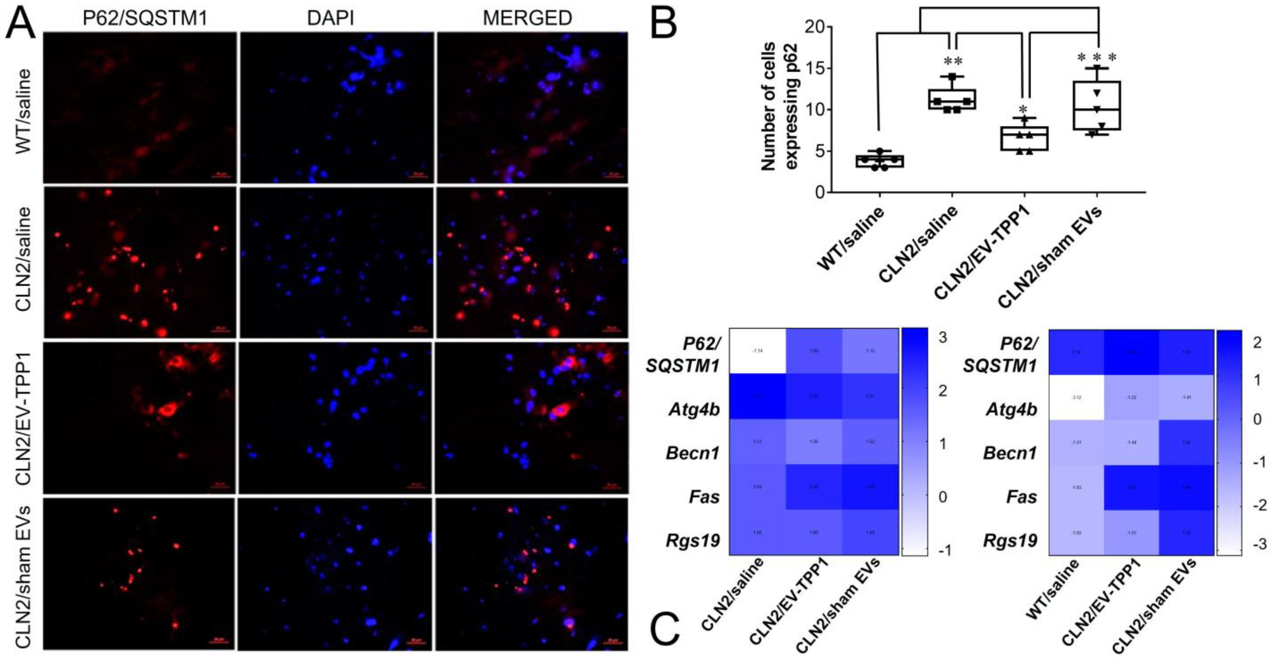 Cells 12 01497 g011 Cells 12 01497 g011
