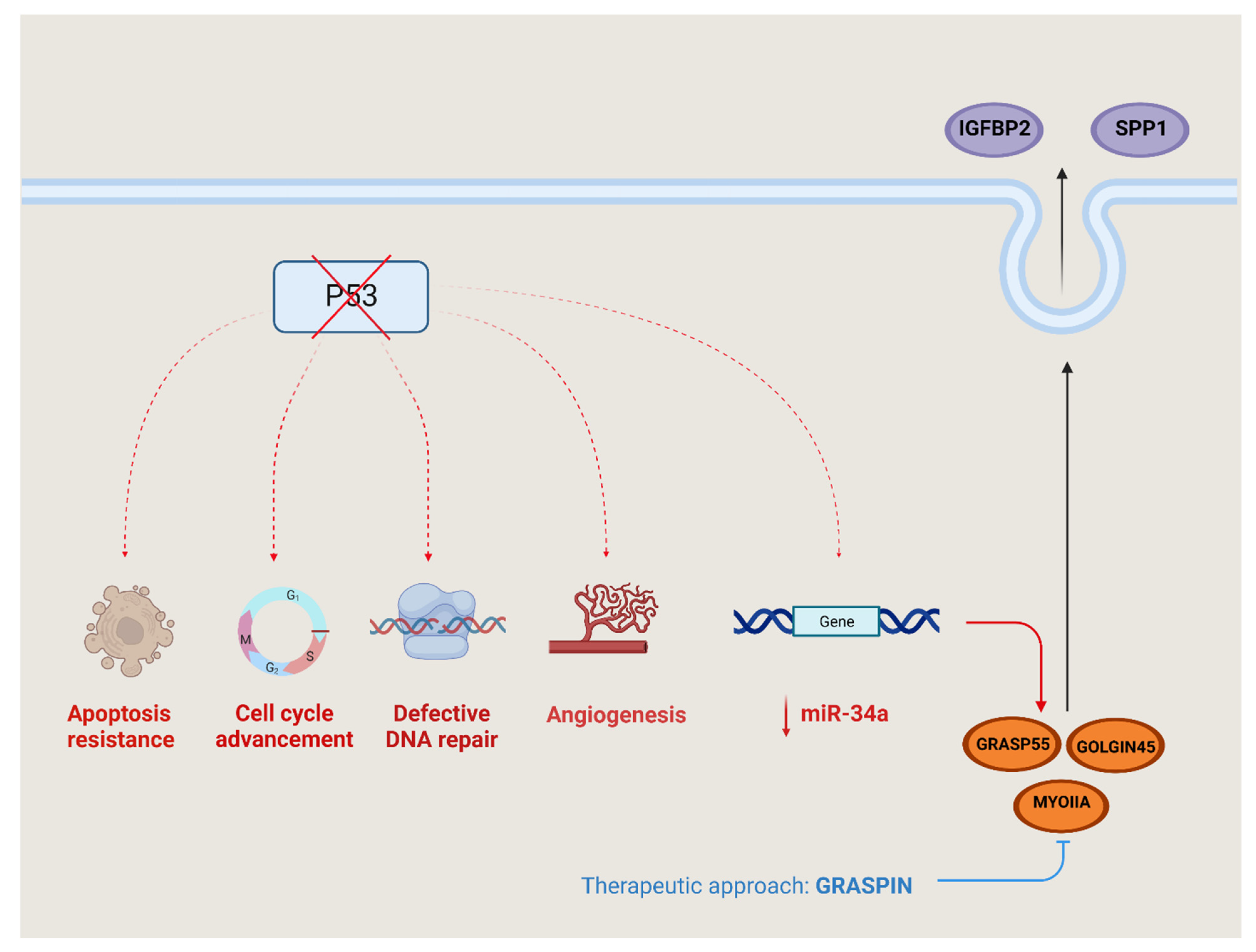 Cells 12 01499 g003 Cells 12 01499 g003
