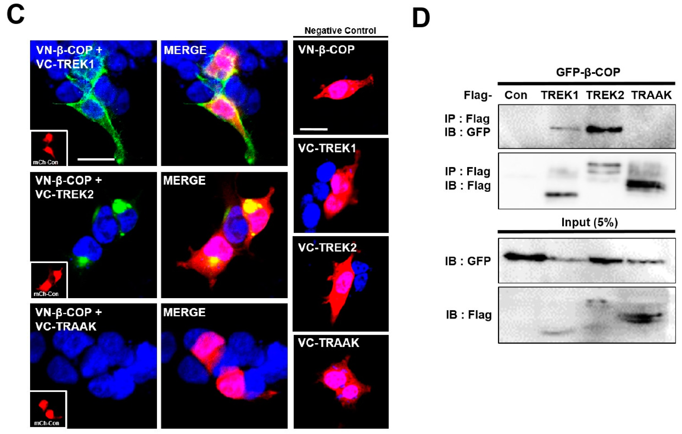 Cells 12 01500 g001b Cells 12 01500 g001b
