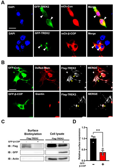 Cells 12 01500 g002a Cells 12 01500 g002a