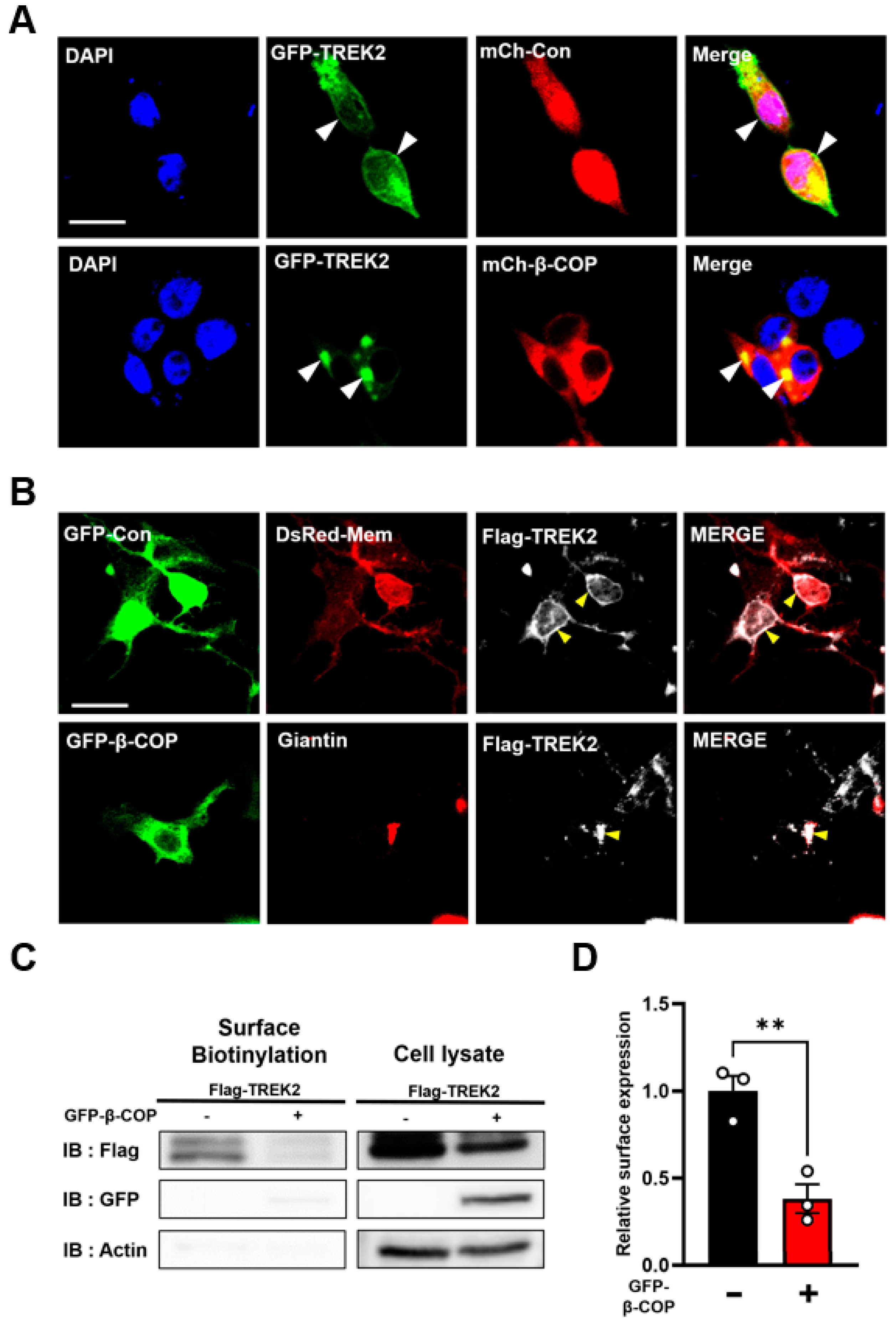 Cells 12 01500 g002a Cells 12 01500 g002a