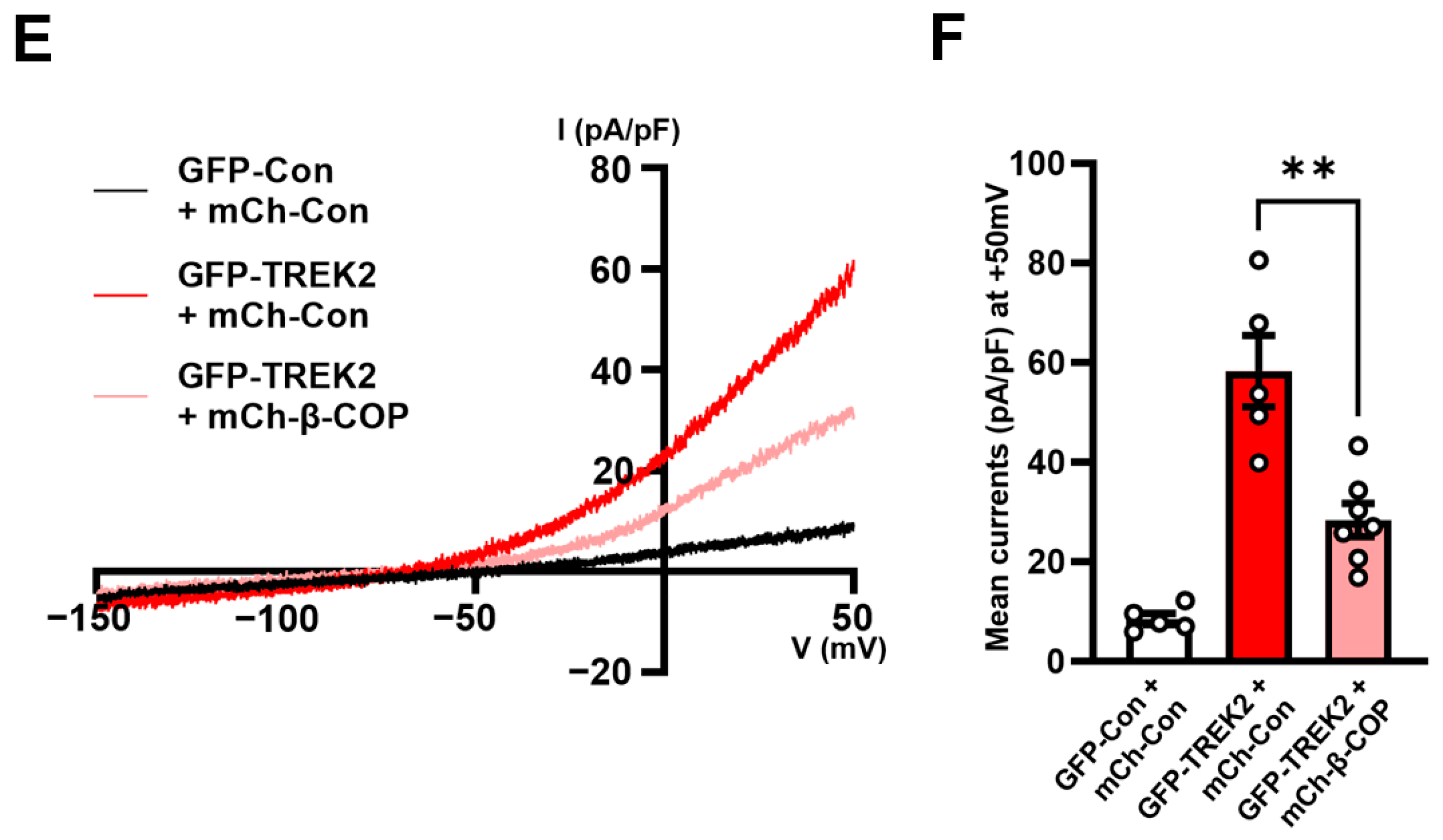 Cells 12 01500 g002b Cells 12 01500 g002b