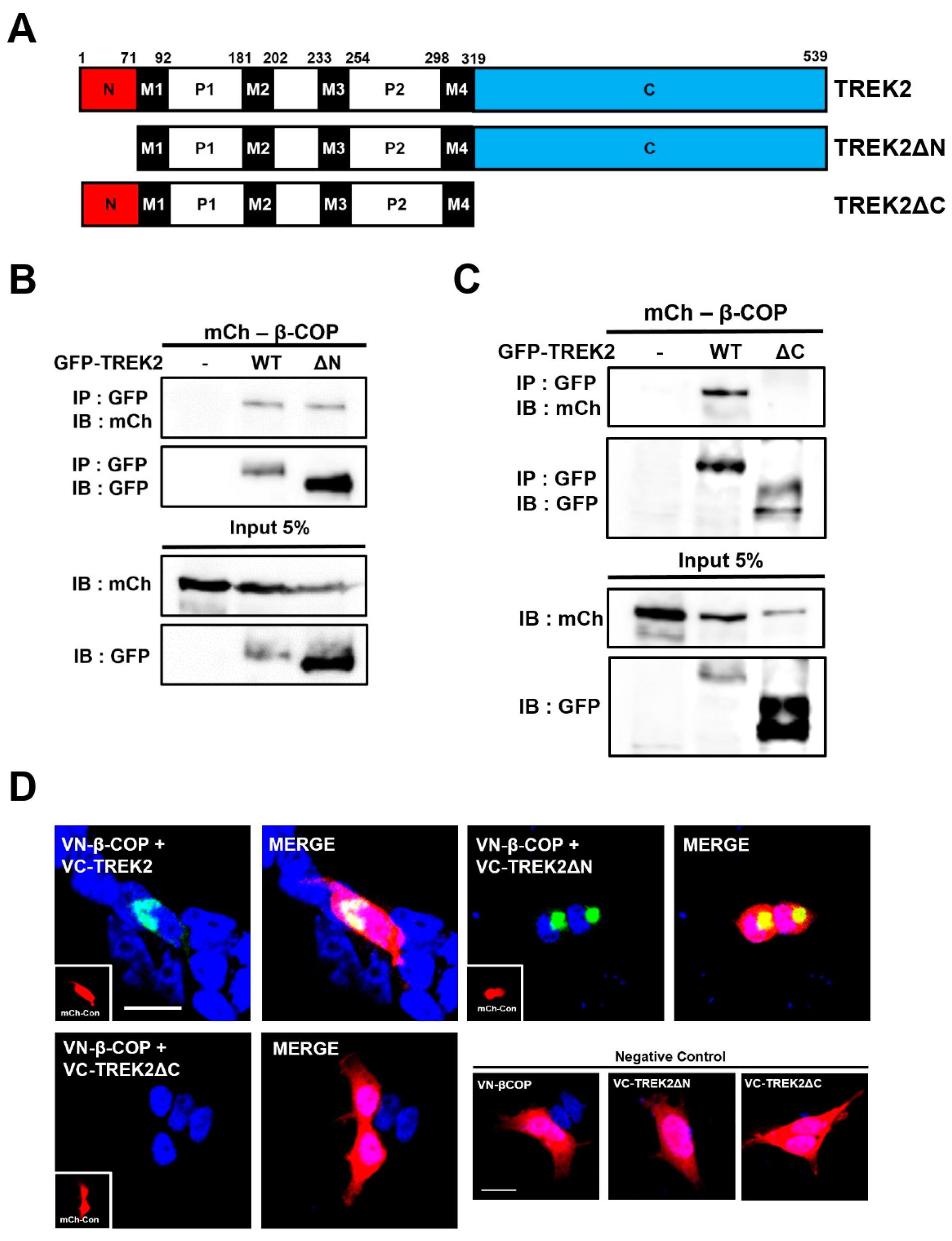 Cells 12 01500 g003 Cells 12 01500 g003
