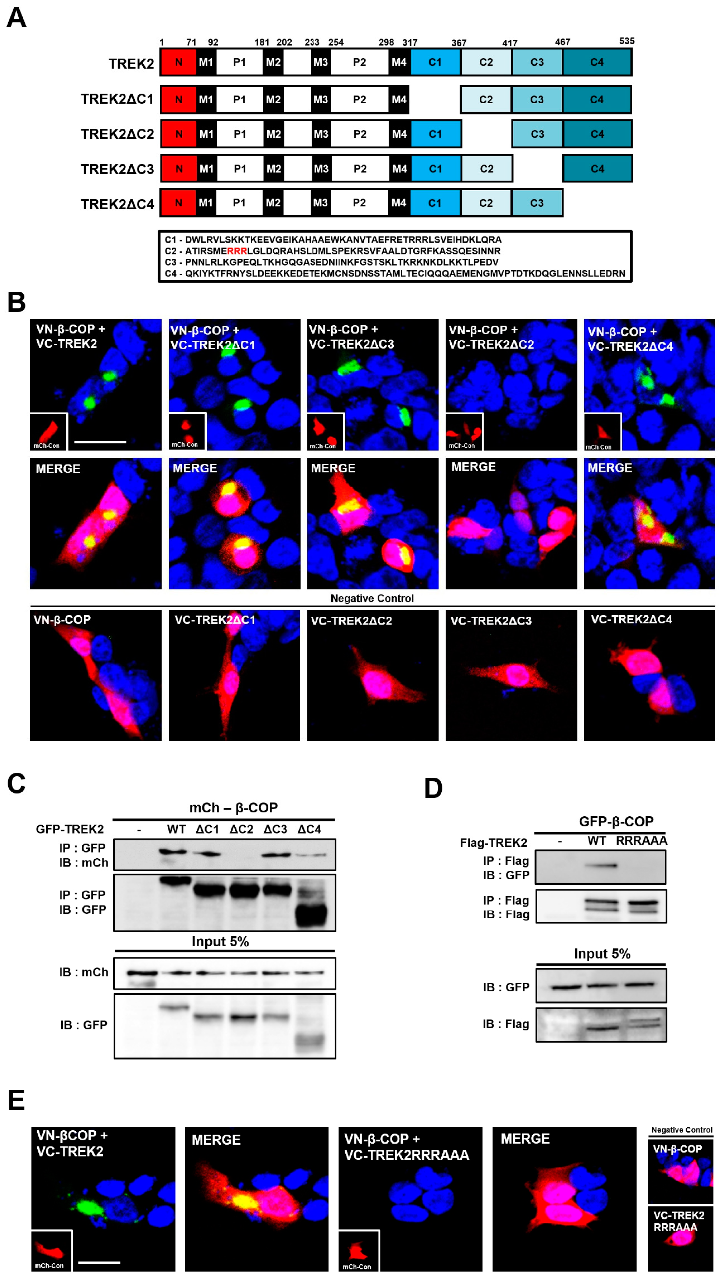 Cells 12 01500 g004 Cells 12 01500 g004