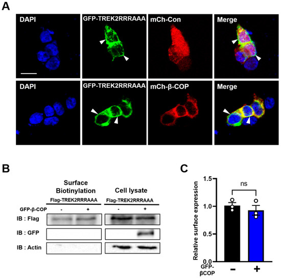 Cells 12 01500 g005a Cells 12 01500 g005a