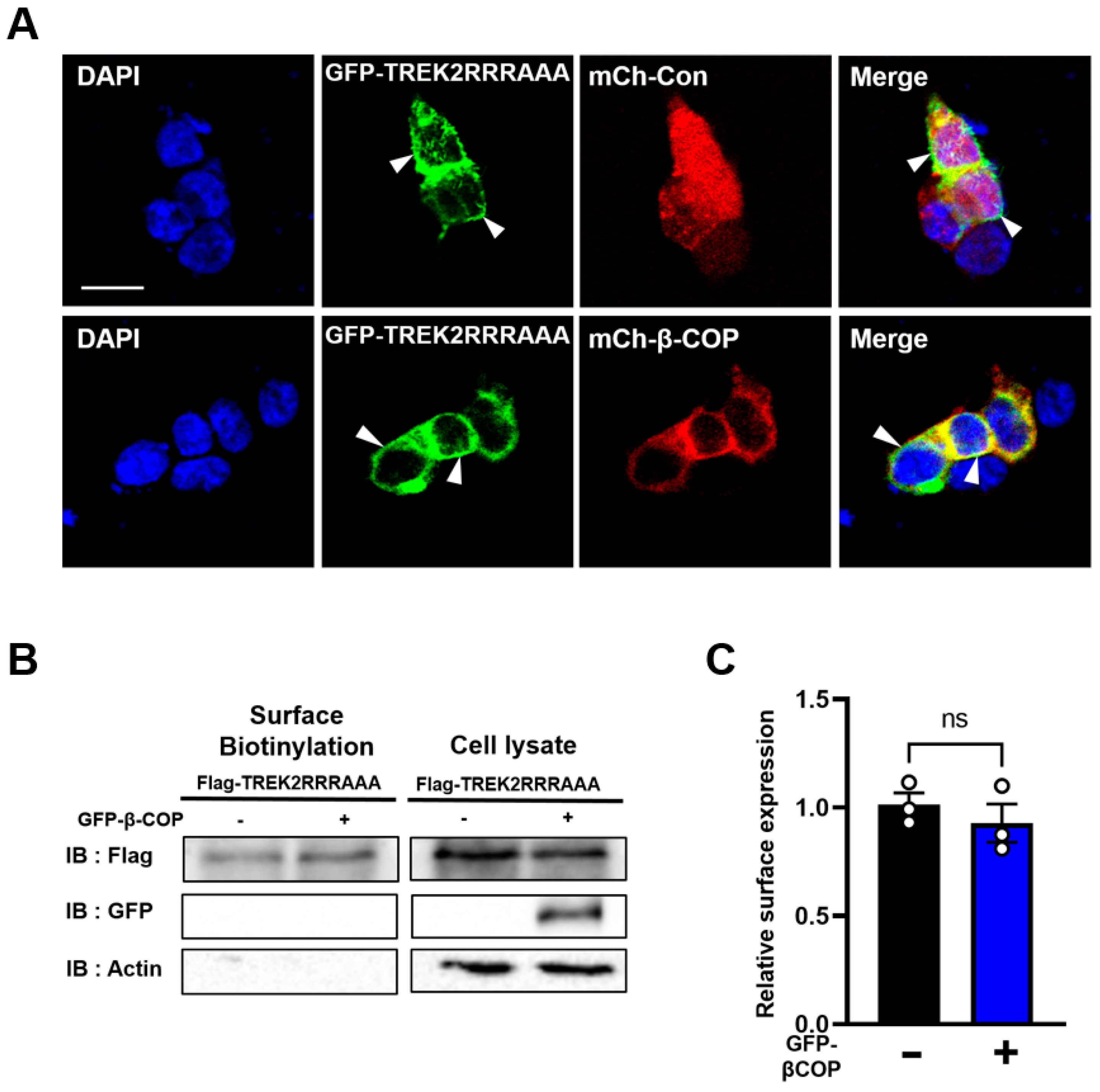 Cells 12 01500 g005a Cells 12 01500 g005a