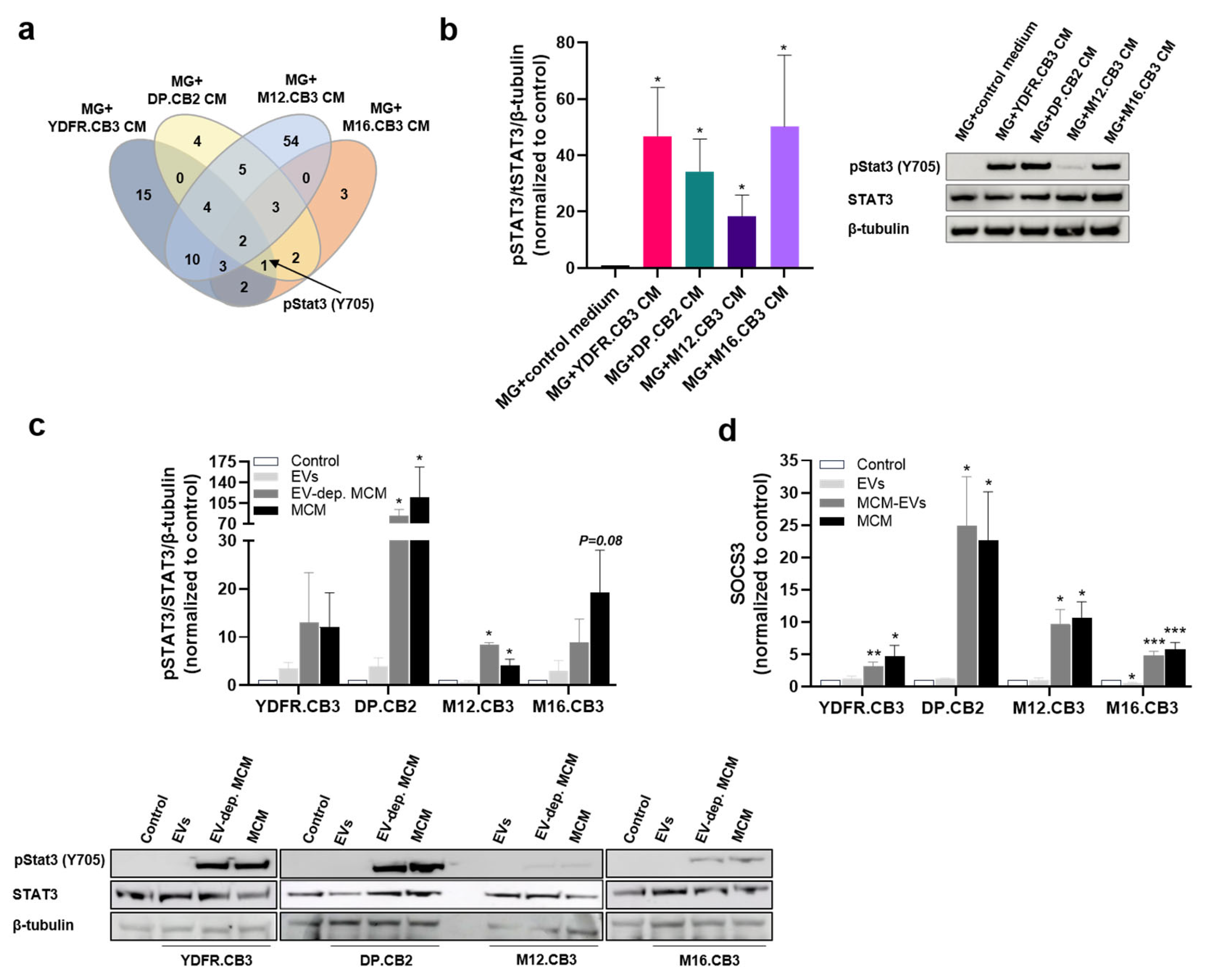 Cells 12 01513 g003 Cells 12 01513 g003
