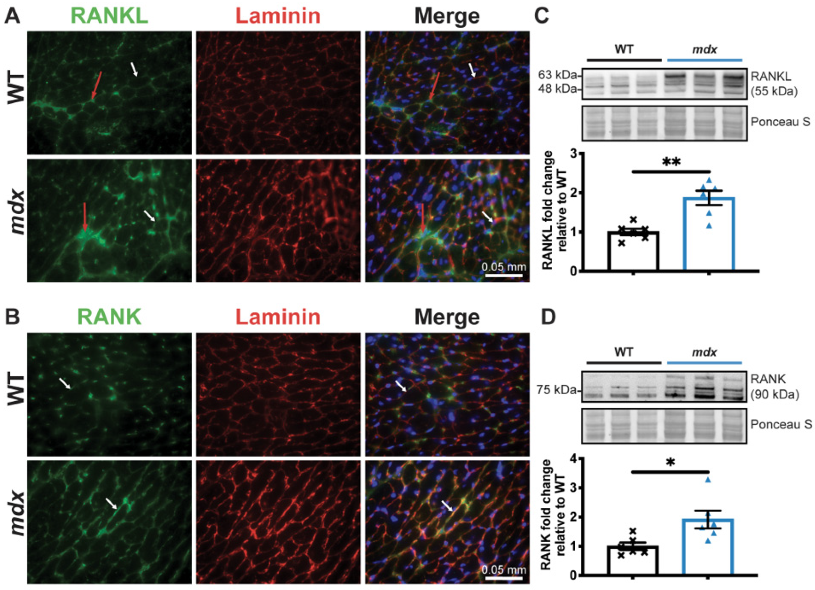 Cells 12 01538 g002 Cells 12 01538 g002