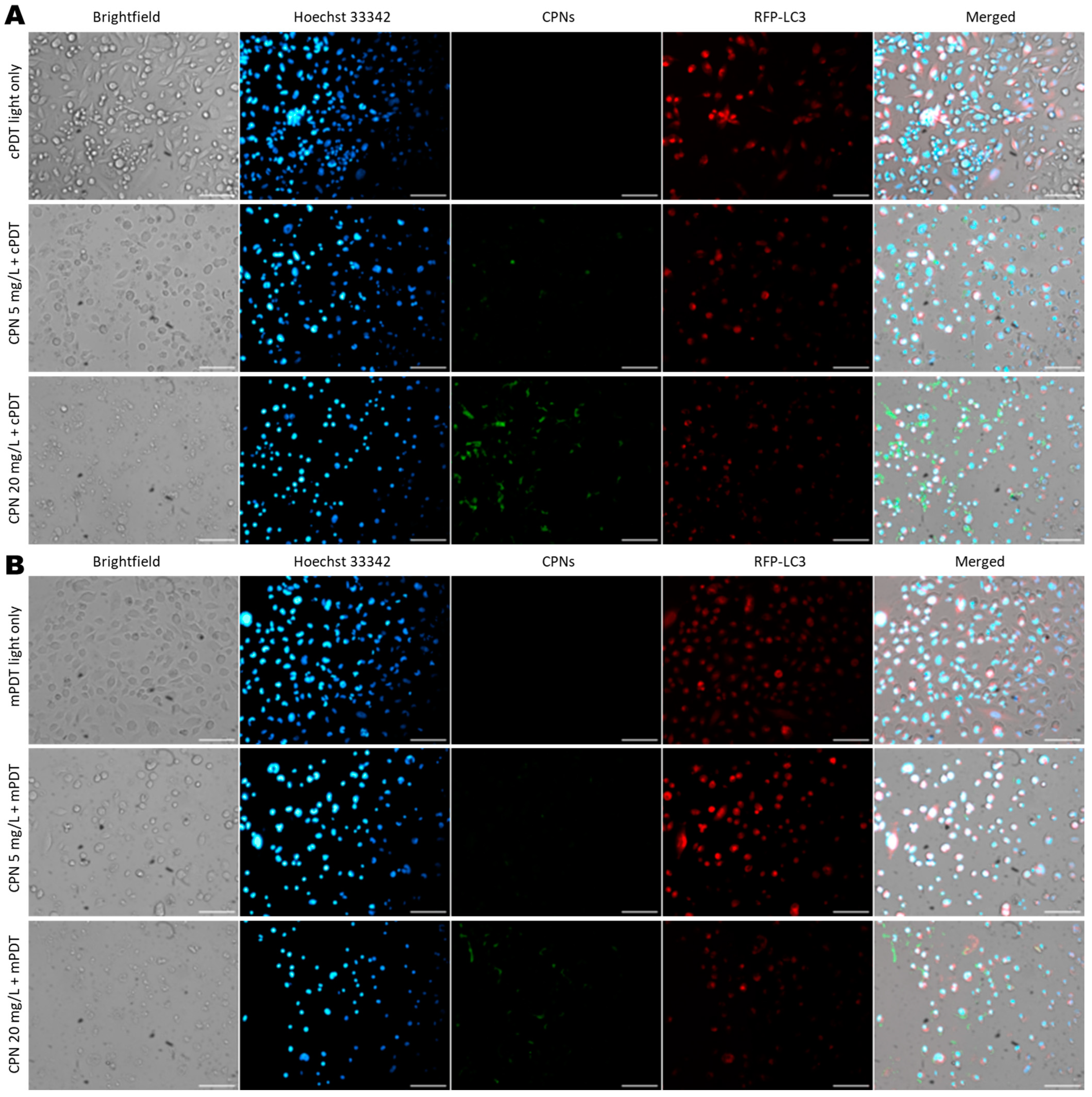 Cells 12 01541 g007 Cells 12 01541 g007