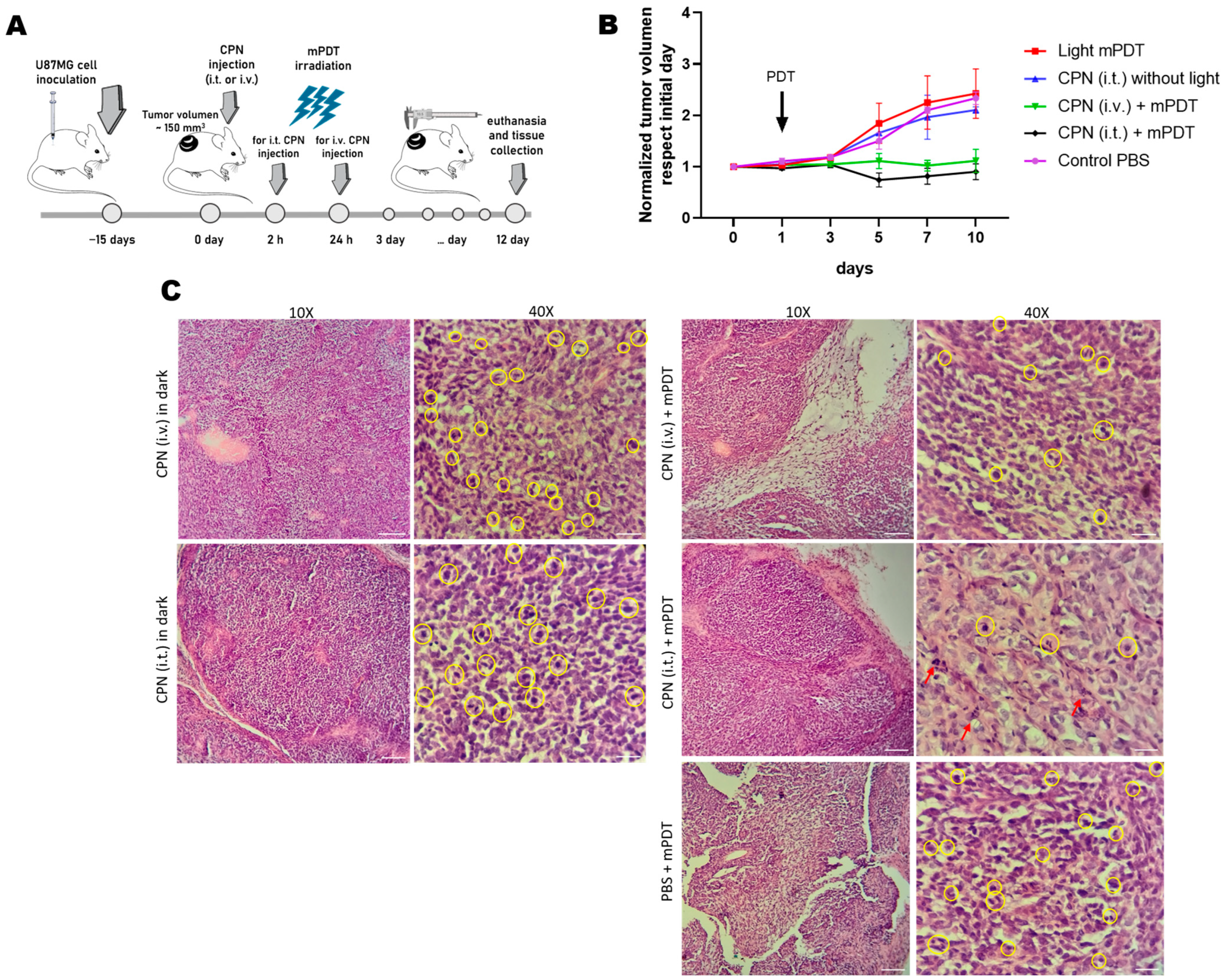 Cells 12 01541 g008 Cells 12 01541 g008