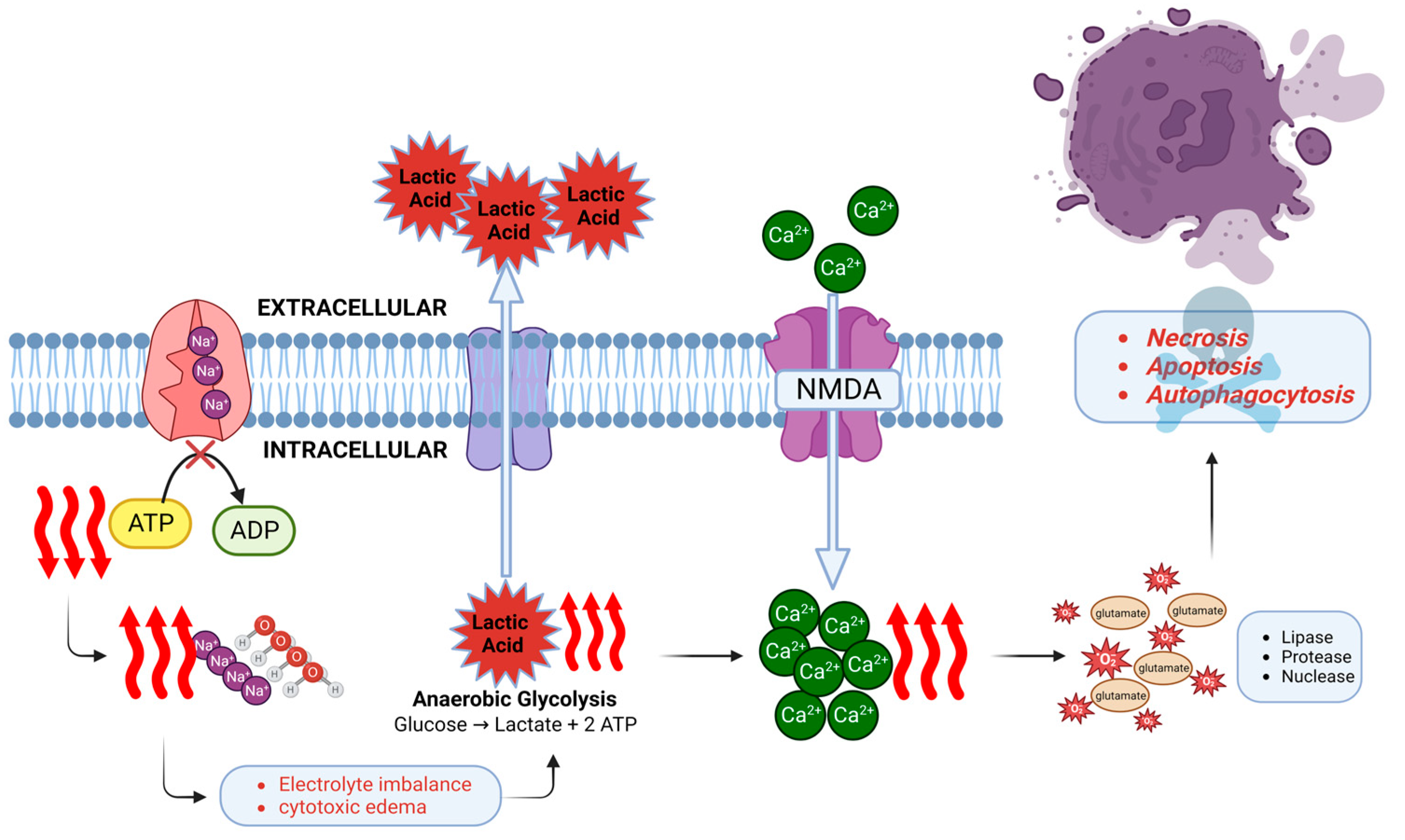 Cells 12 01546 g002 Cells 12 01546 g002