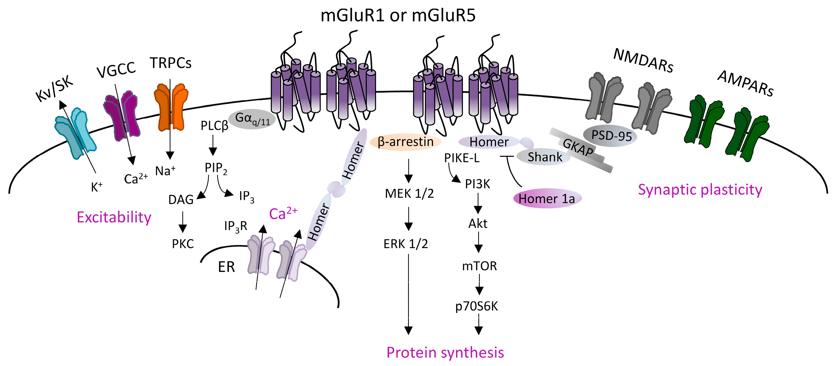 Cells 12 01588 g001 Cells 12 01588 g001