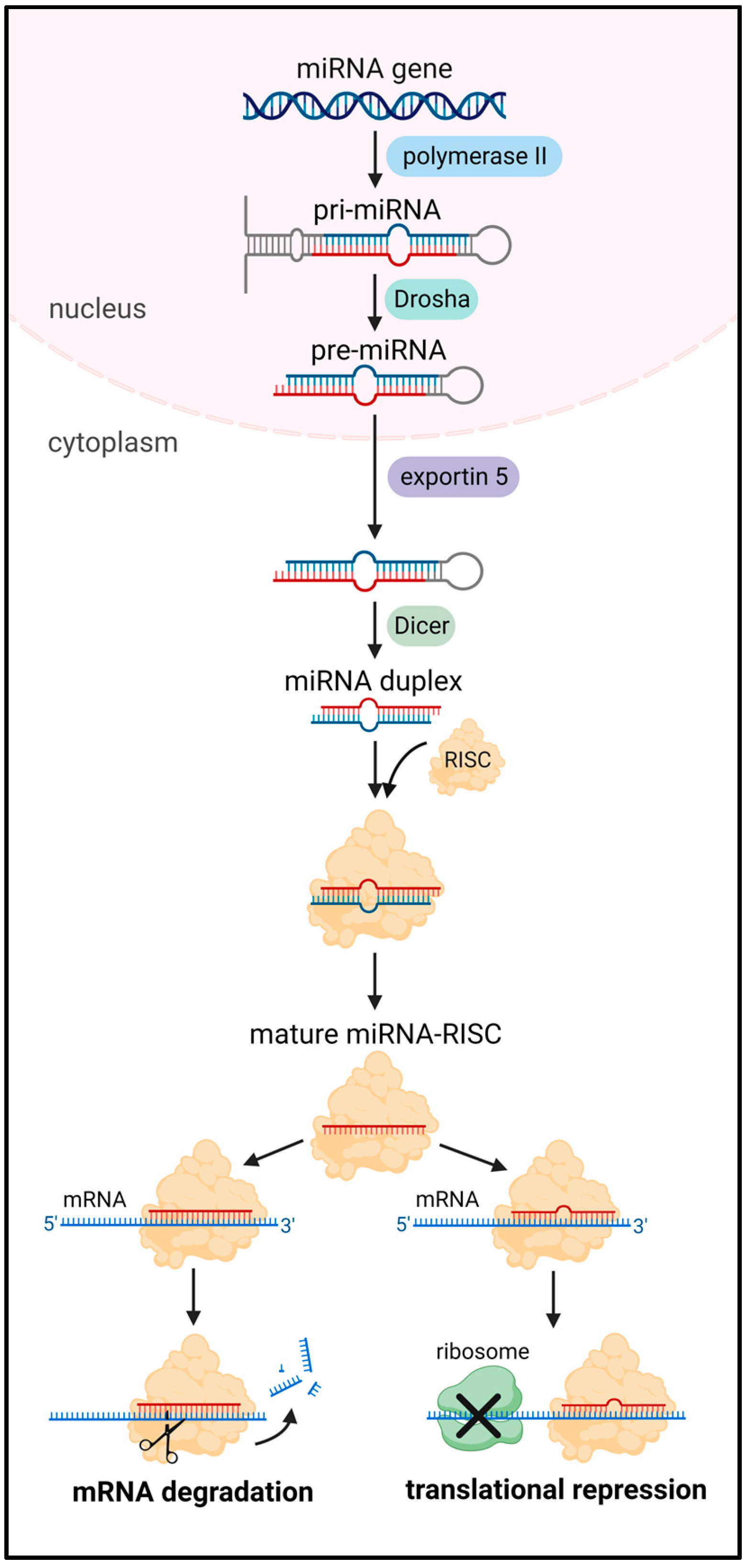 Cells 12 01692 g002