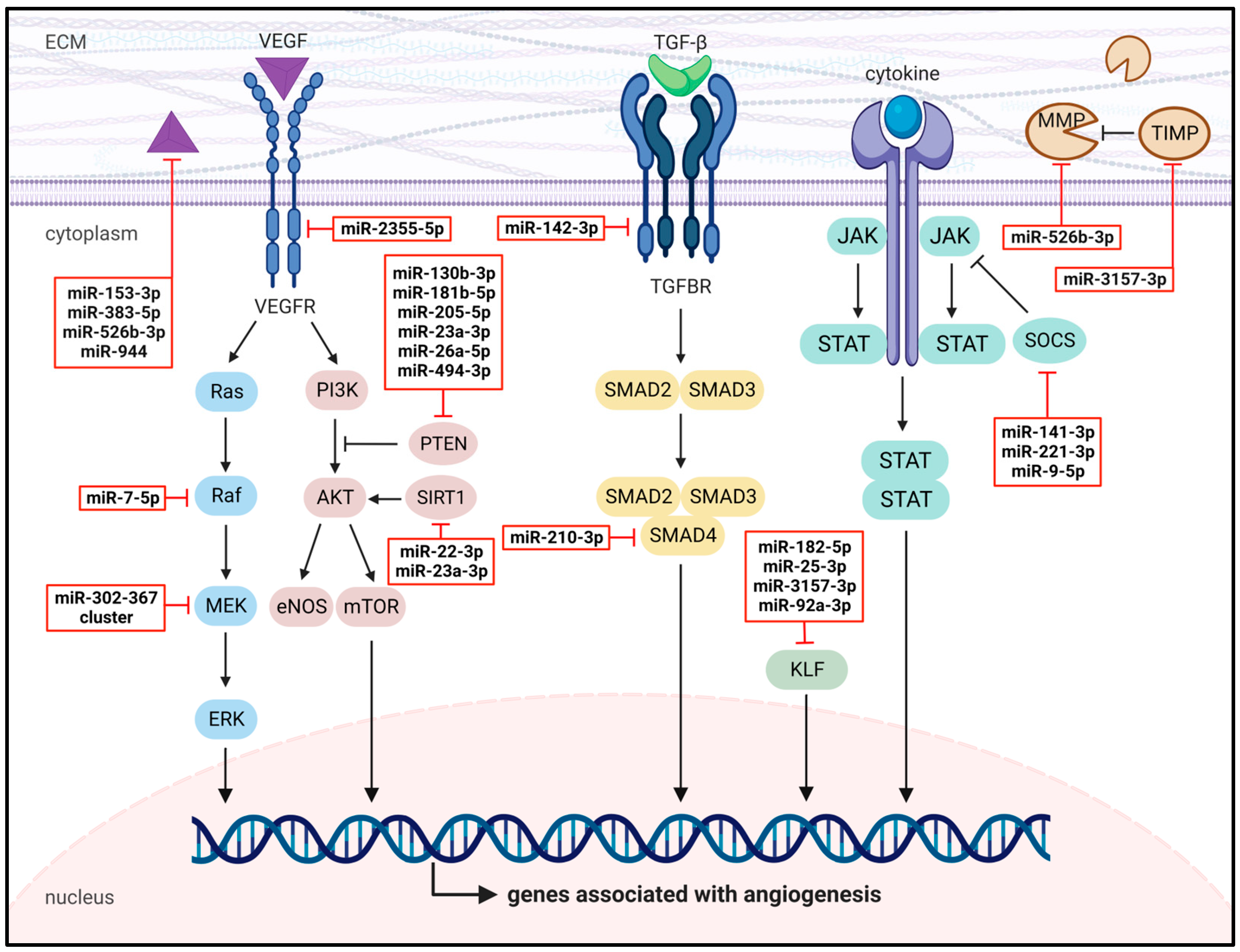 Cells 12 01692 g005