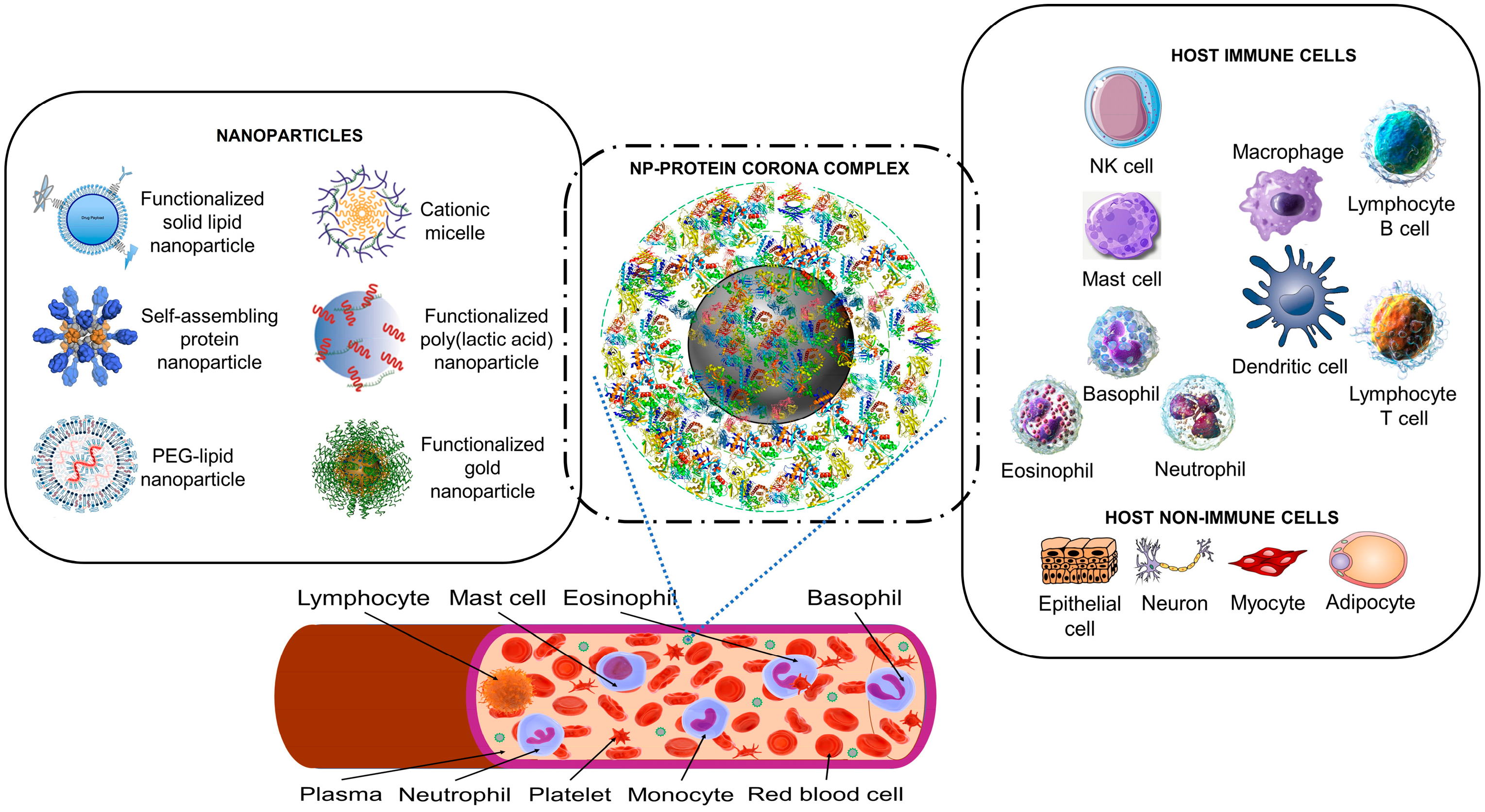 Cells 12 01699 g001 Cells 12 01699 g001
