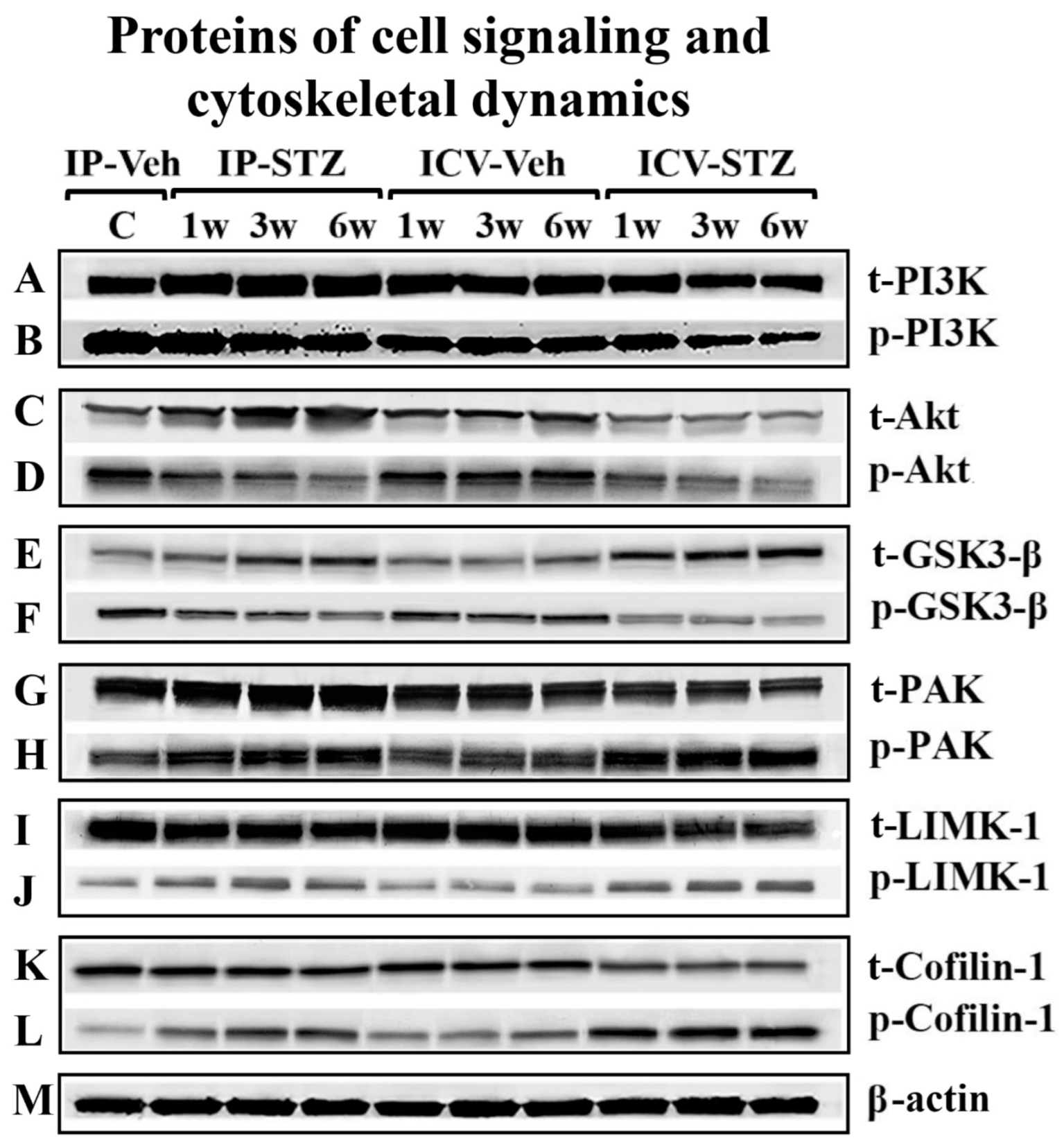 Cells 12 01728 g004 Cells 12 01728 g004