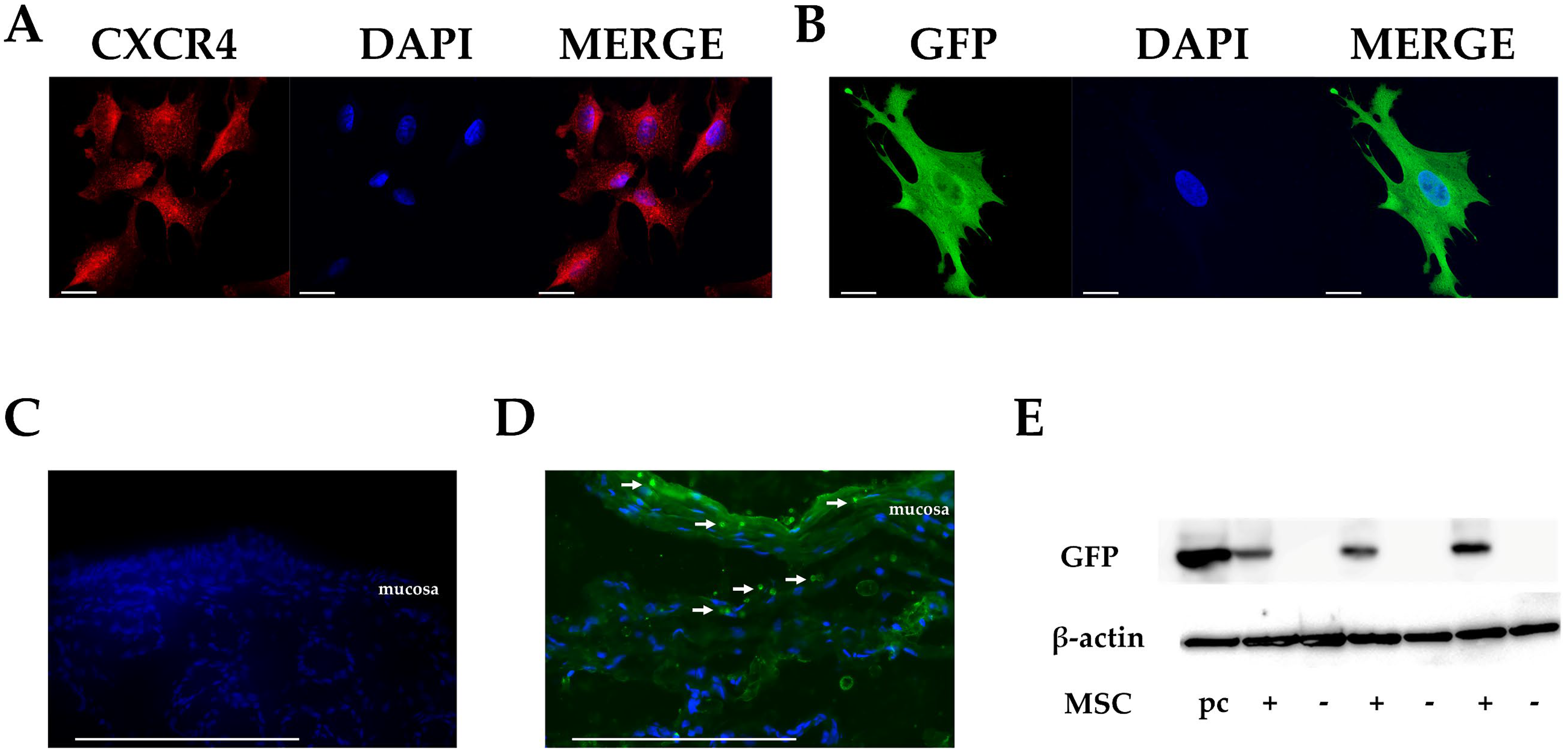Cells 12 01729 g001
