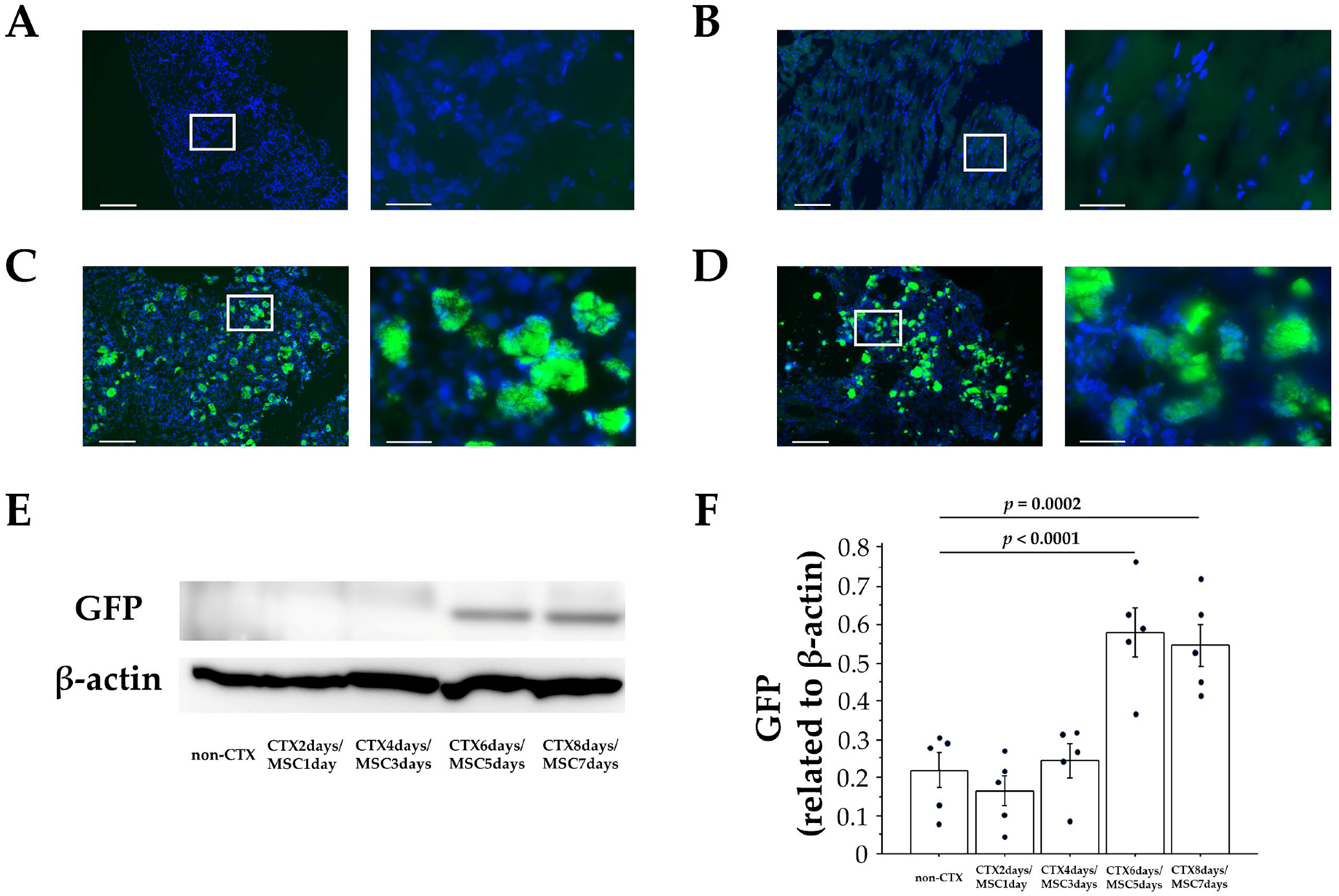 Cells 12 01729 g002