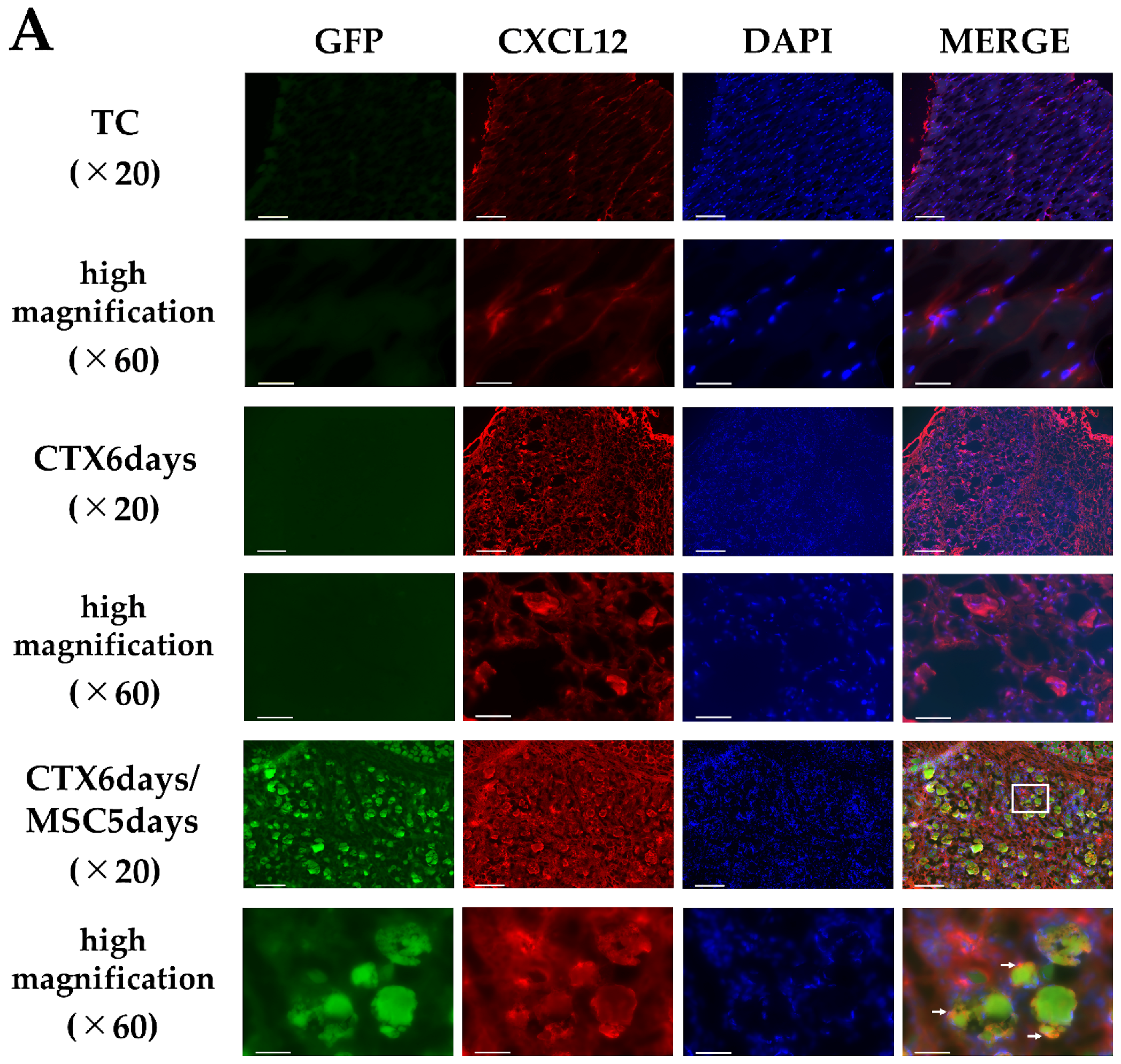 Cells 12 01729 g003a