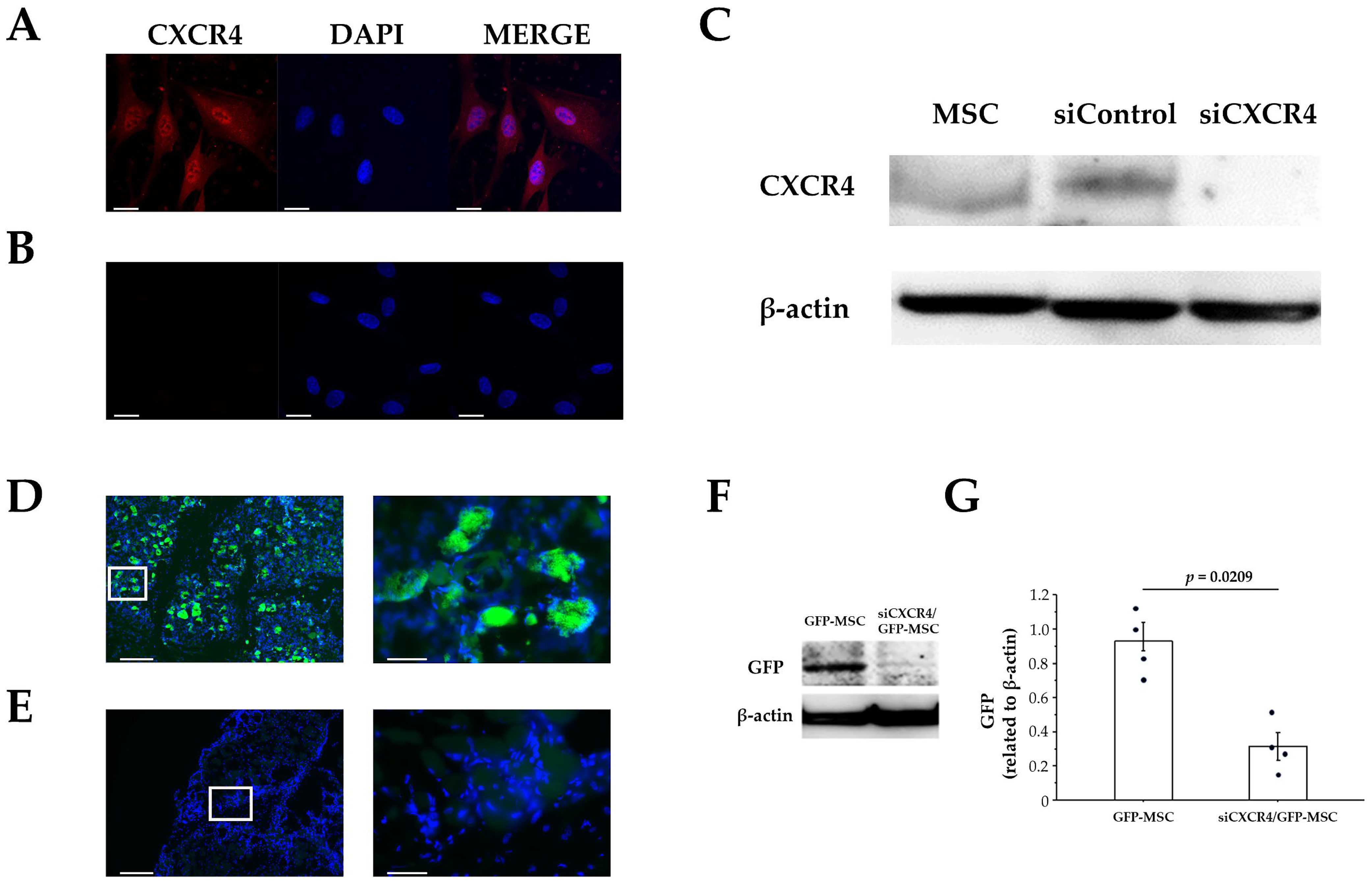 Cells 12 01729 g004