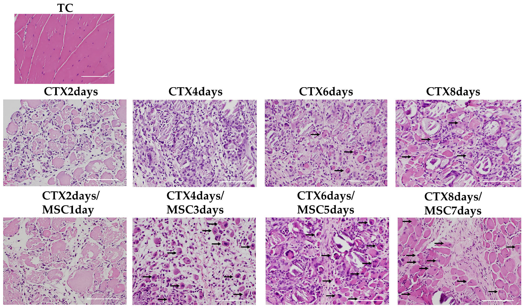 Cells 12 01729 g005