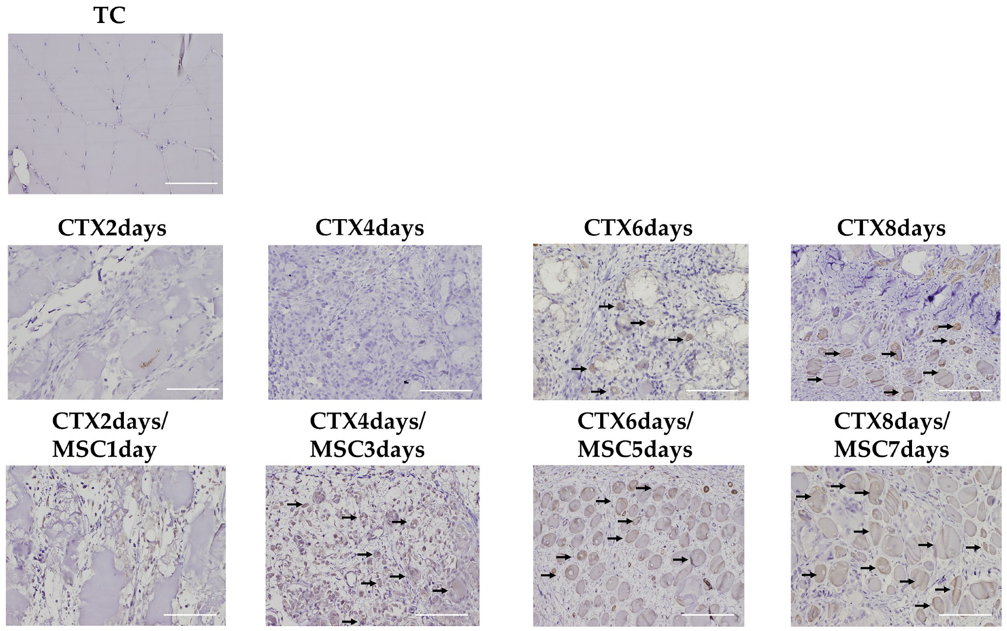 Cells 12 01729 g006