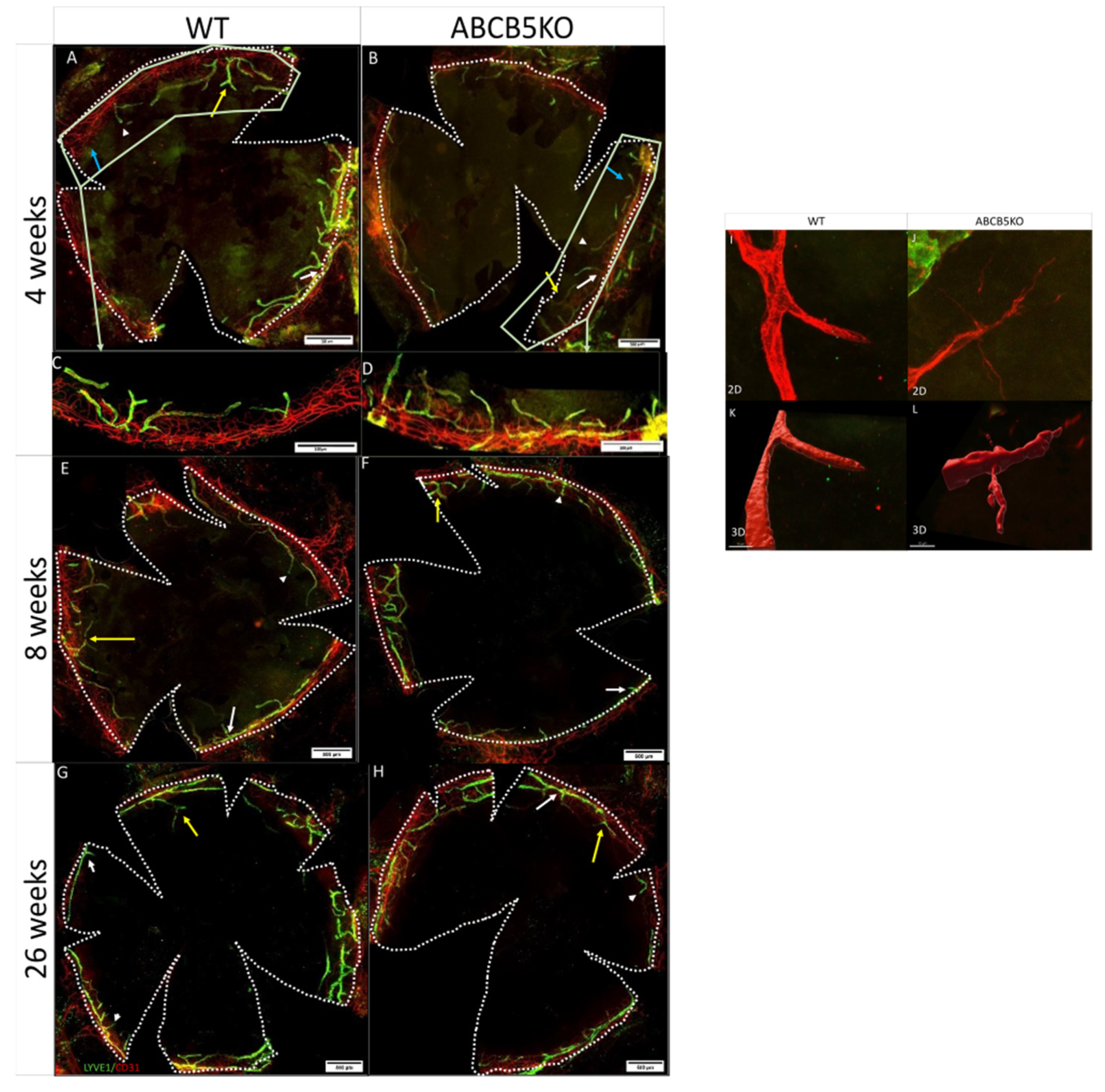 Cells 12 01731 g001 Cells 12 01731 g001