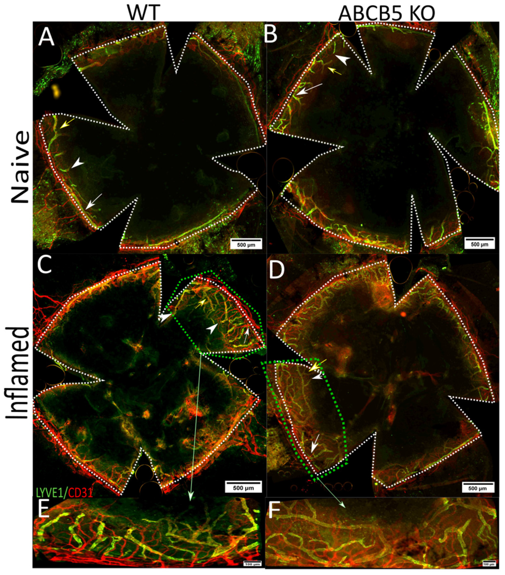 Cells 12 01731 g003 Cells 12 01731 g003