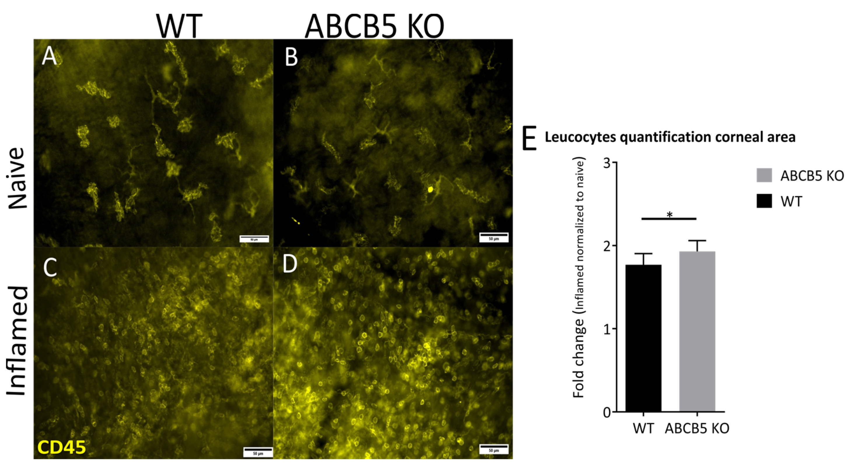 Cells 12 01731 g005 Cells 12 01731 g005
