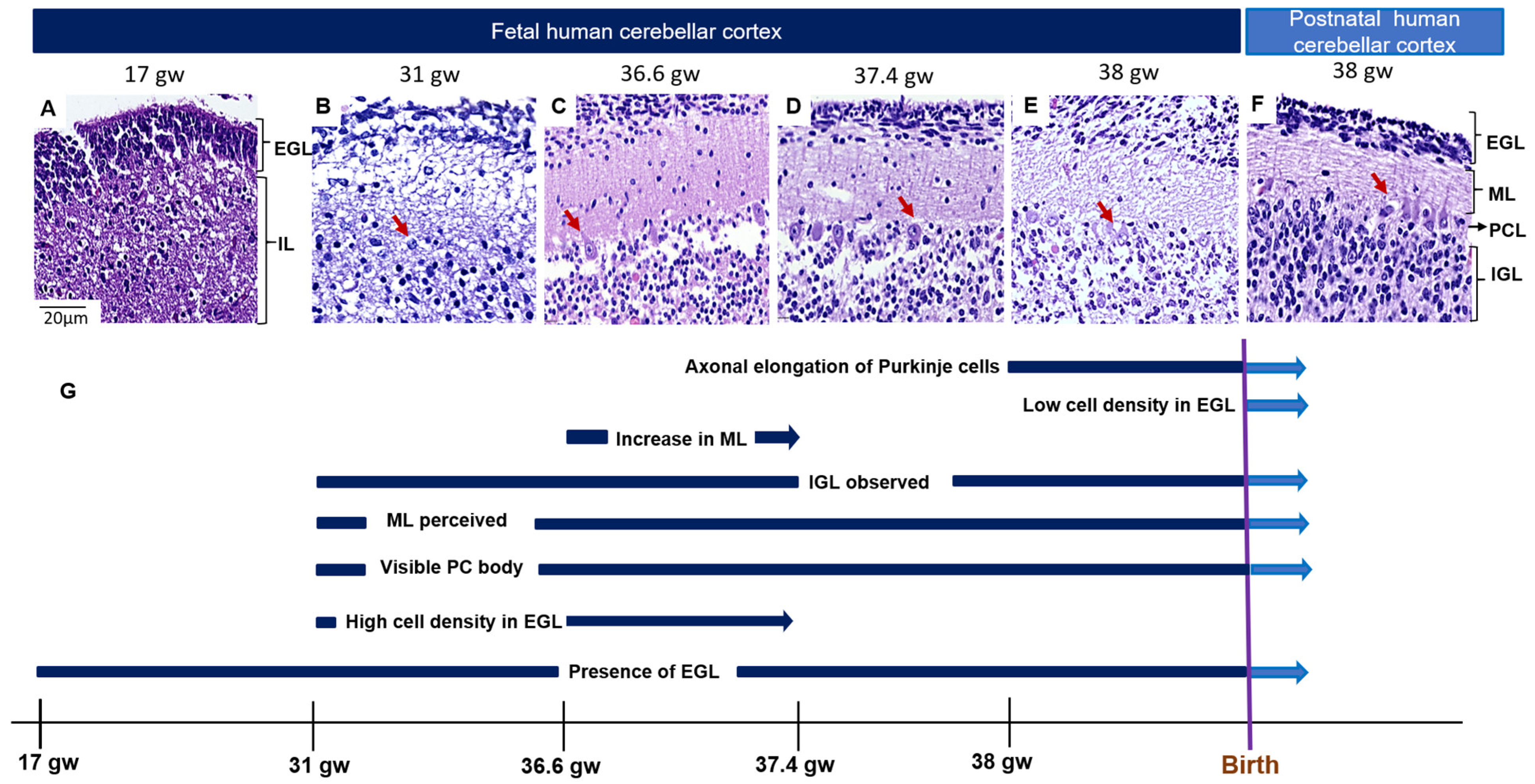 Cells 12 01733 g001 Cells 12 01733 g001