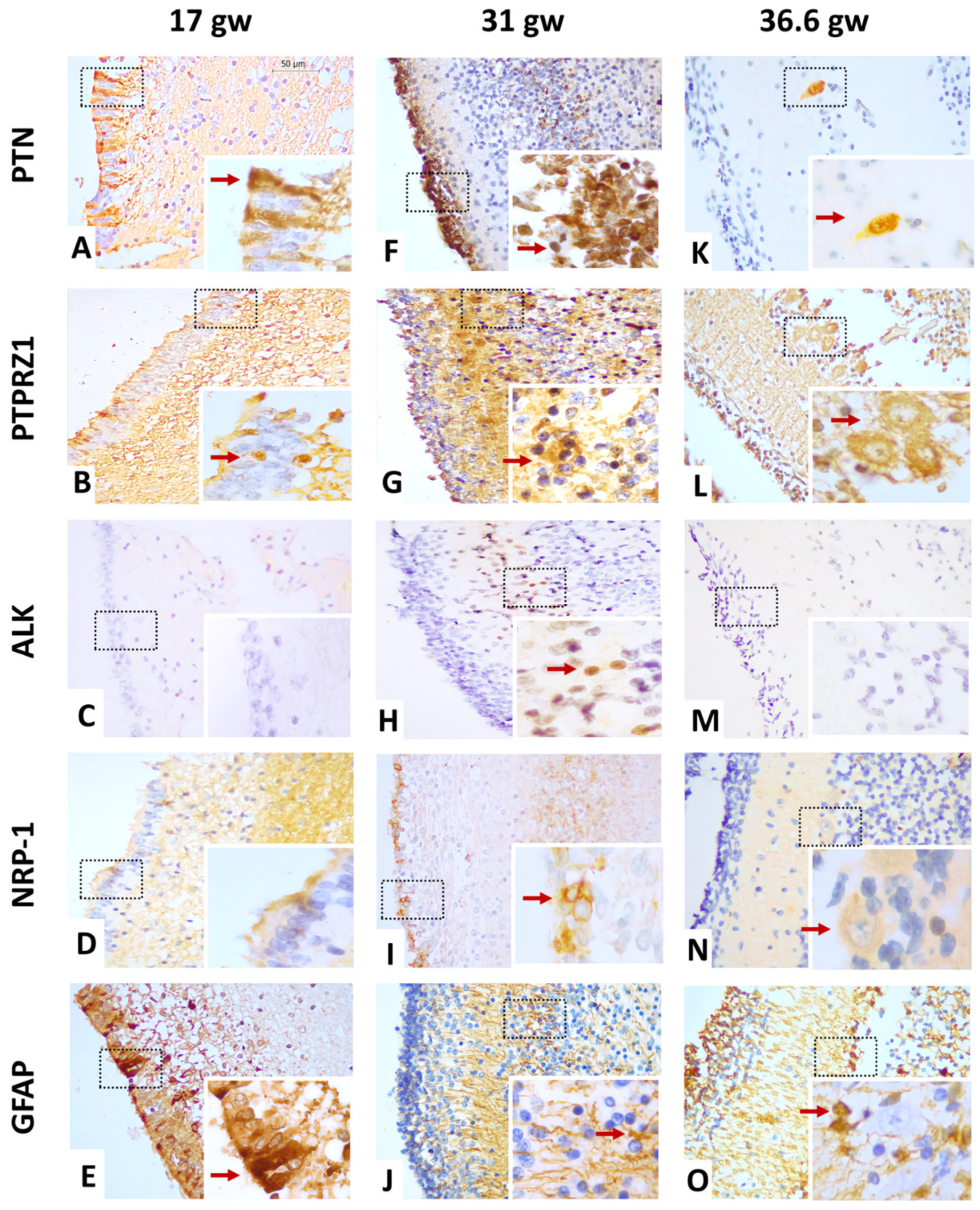 Cells 12 01733 g002 Cells 12 01733 g002