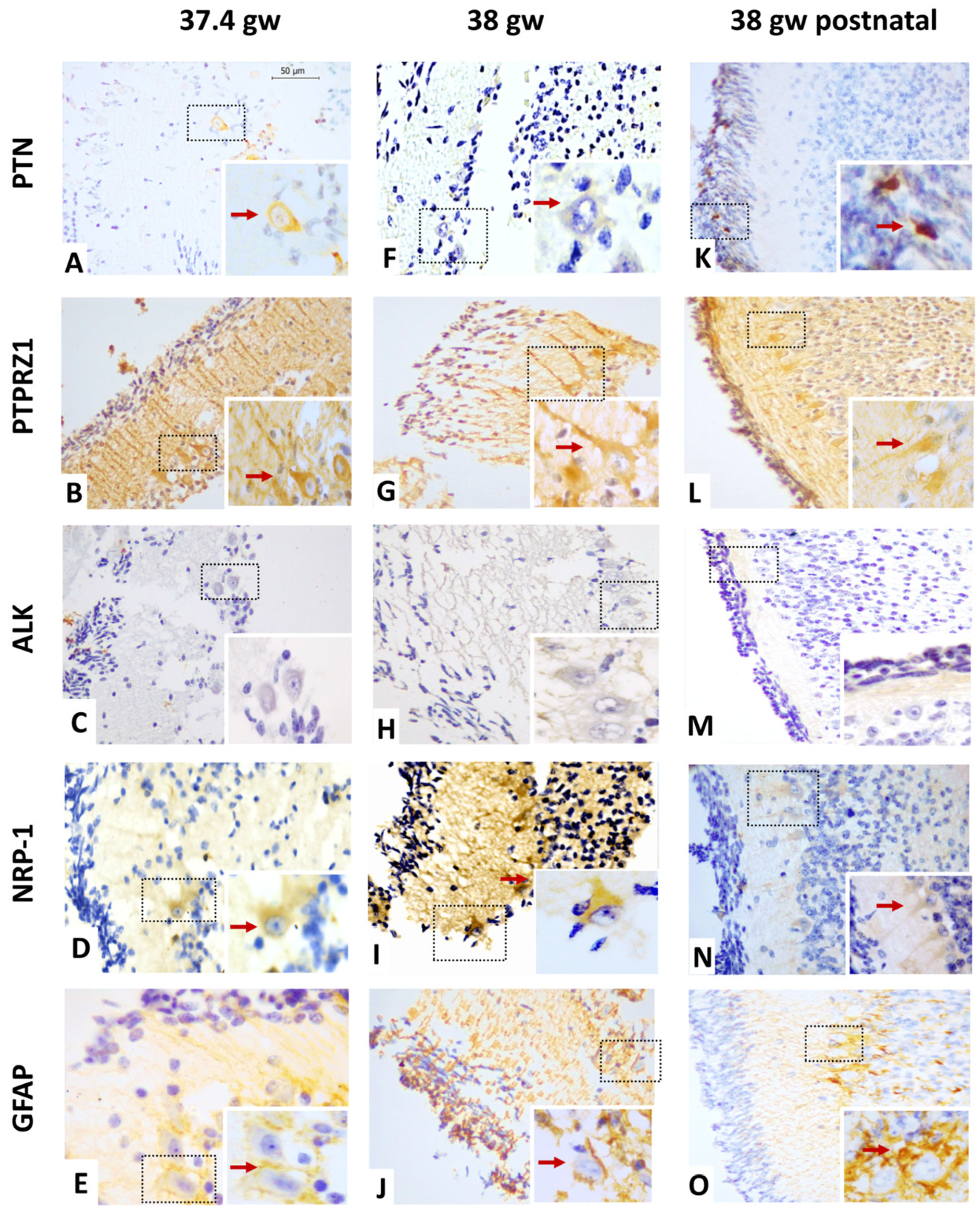 Cells 12 01733 g003 Cells 12 01733 g003