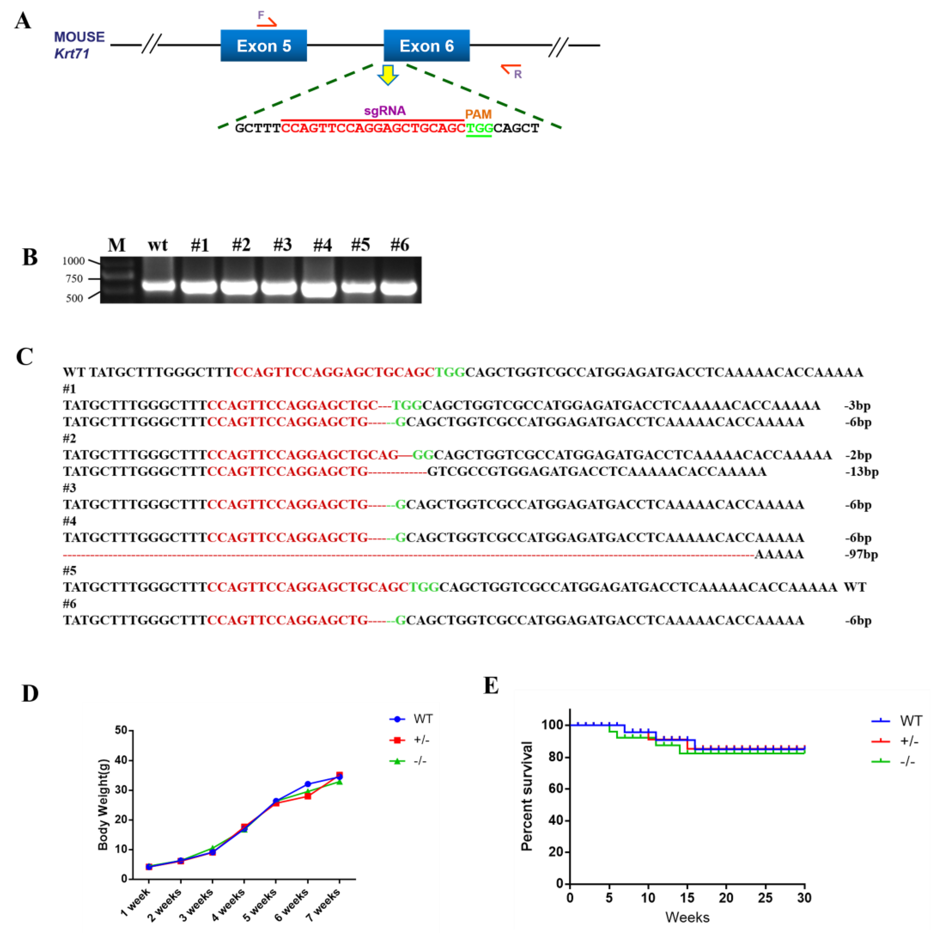 Cells 12 01781 g001 Cells 12 01781 g001